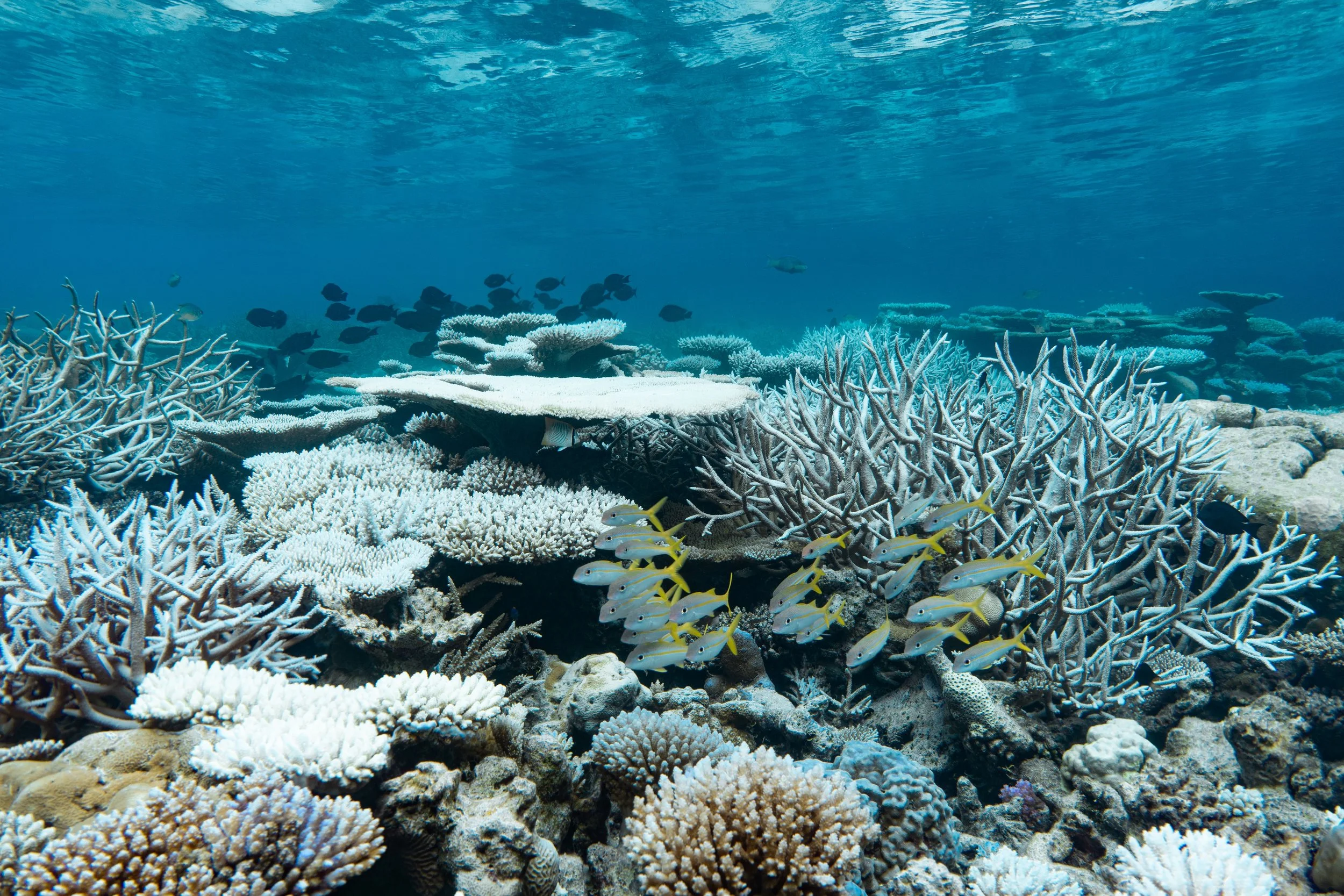 CORAL BLEACHING IN LAAMU
