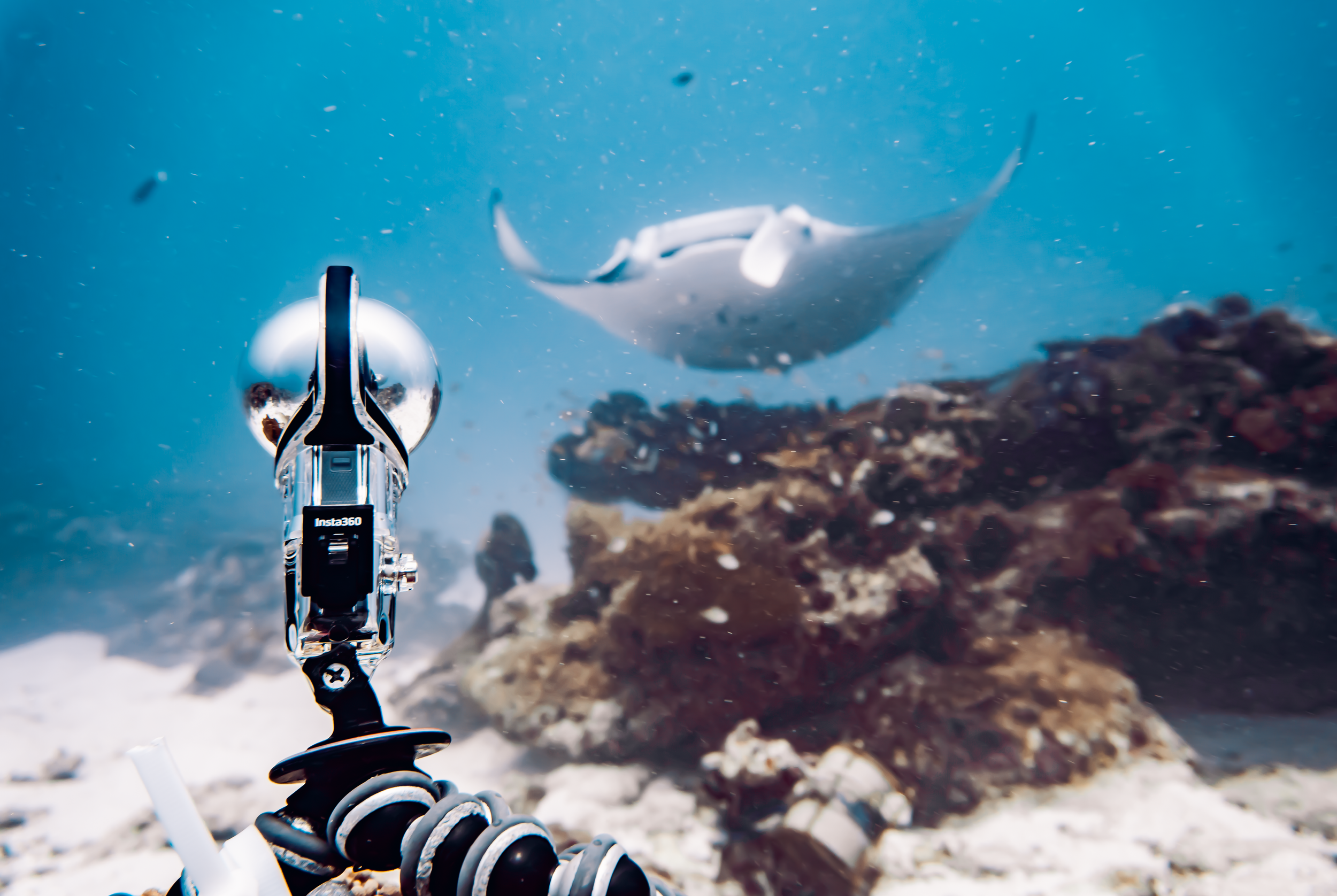 MANTA TRUST IS LISTENING TO CLEANING STATIONS