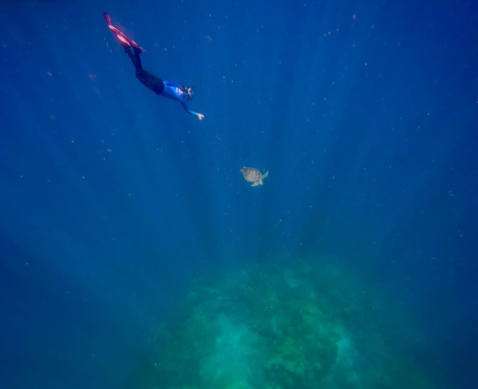 Freediving for a turtle ID.jpg