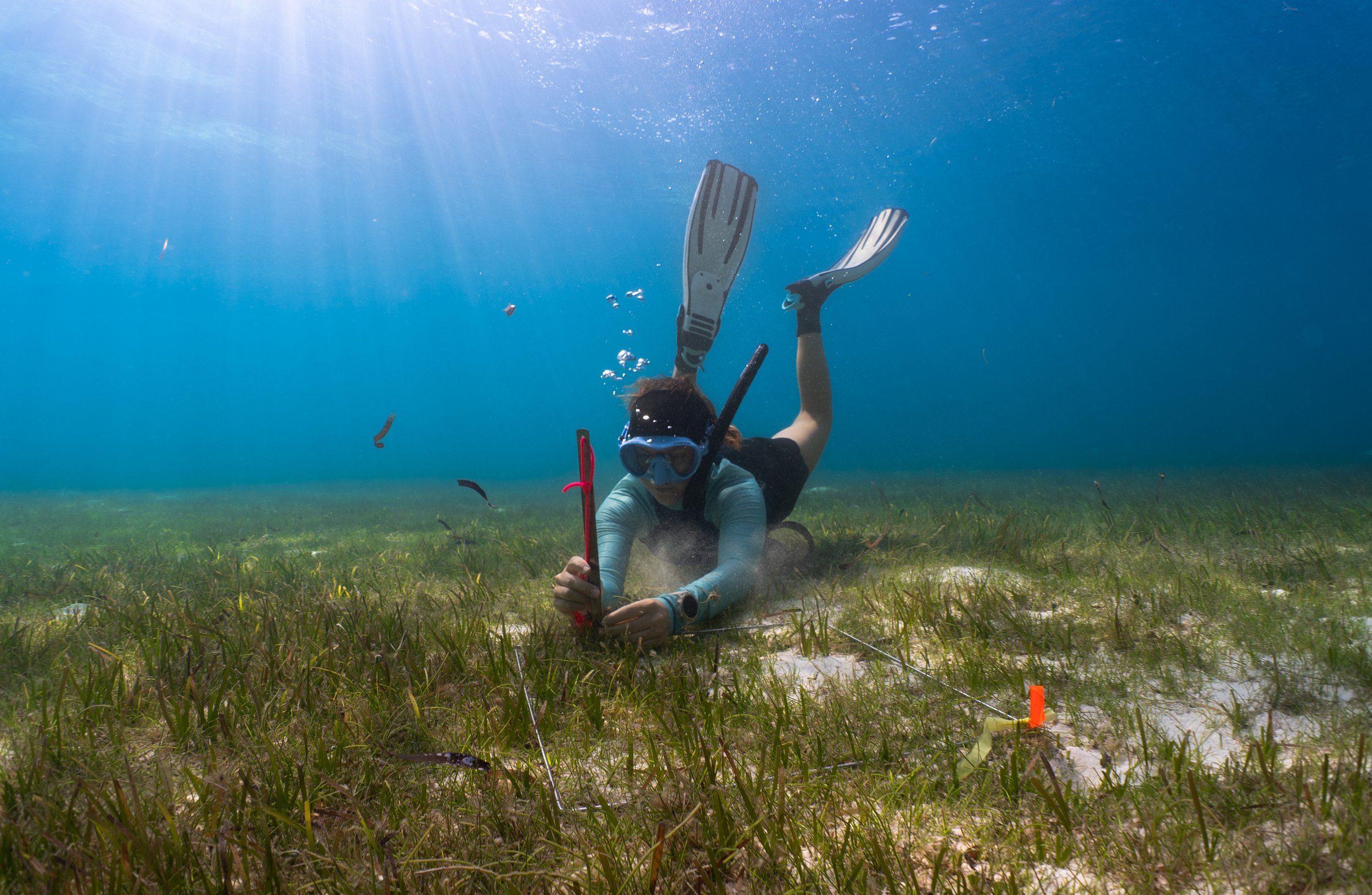 A DAY IN THE LIFE OF A MARINE BIOLOGIST - ABBY - PROJECT ASSISTANT FOR MALDIVES RESILIENT REEFS 