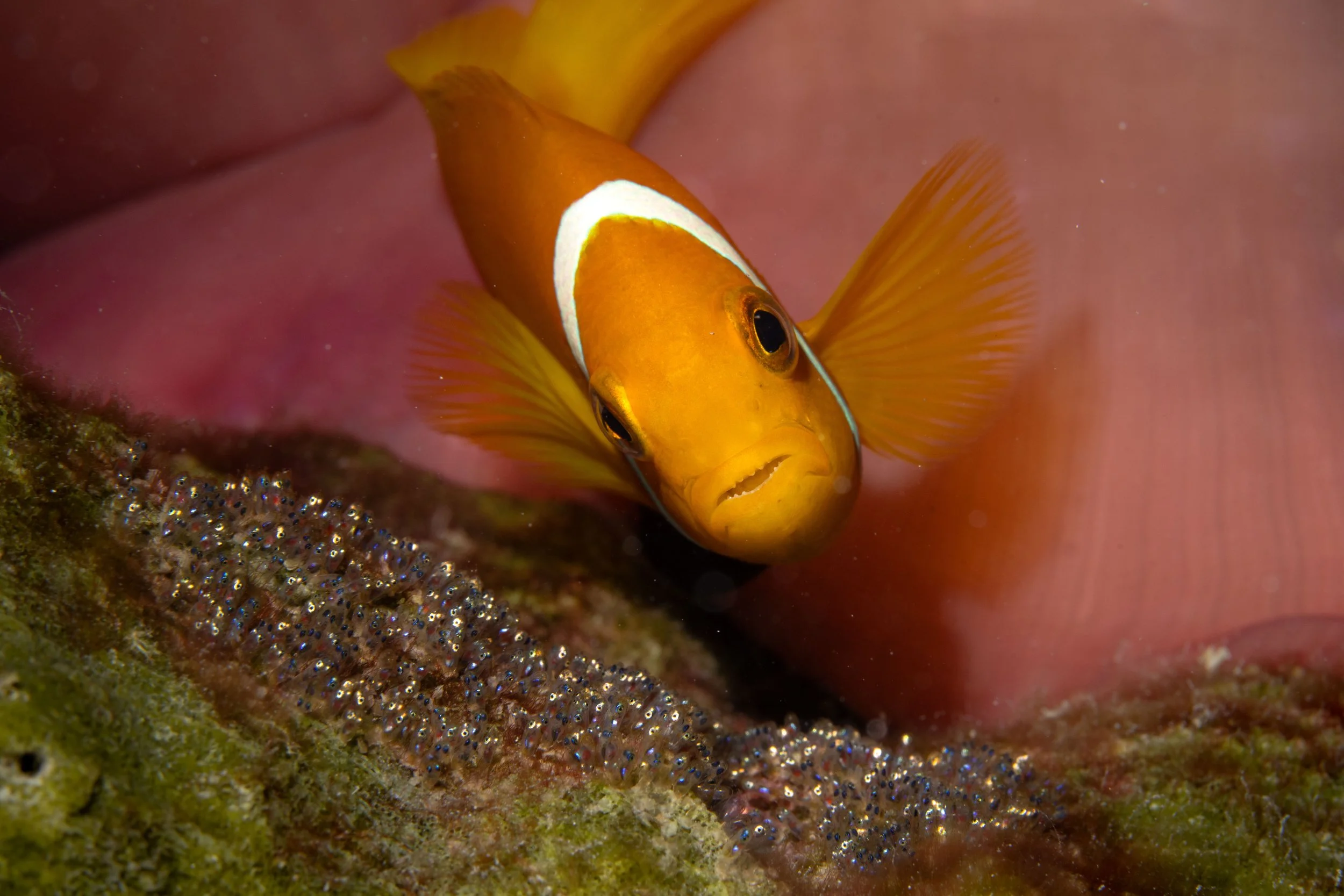 Nemo 2.jpg