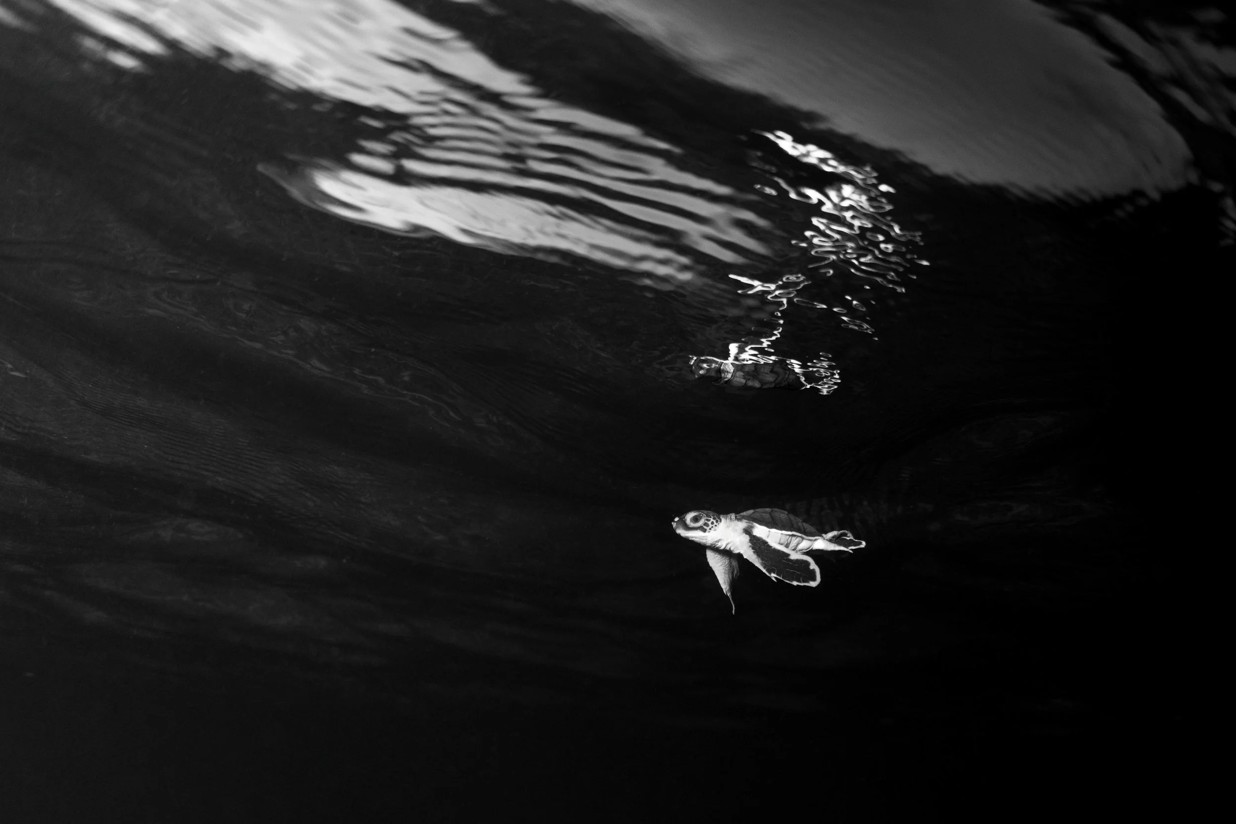 0924_Hatchling B&W edited.jpg