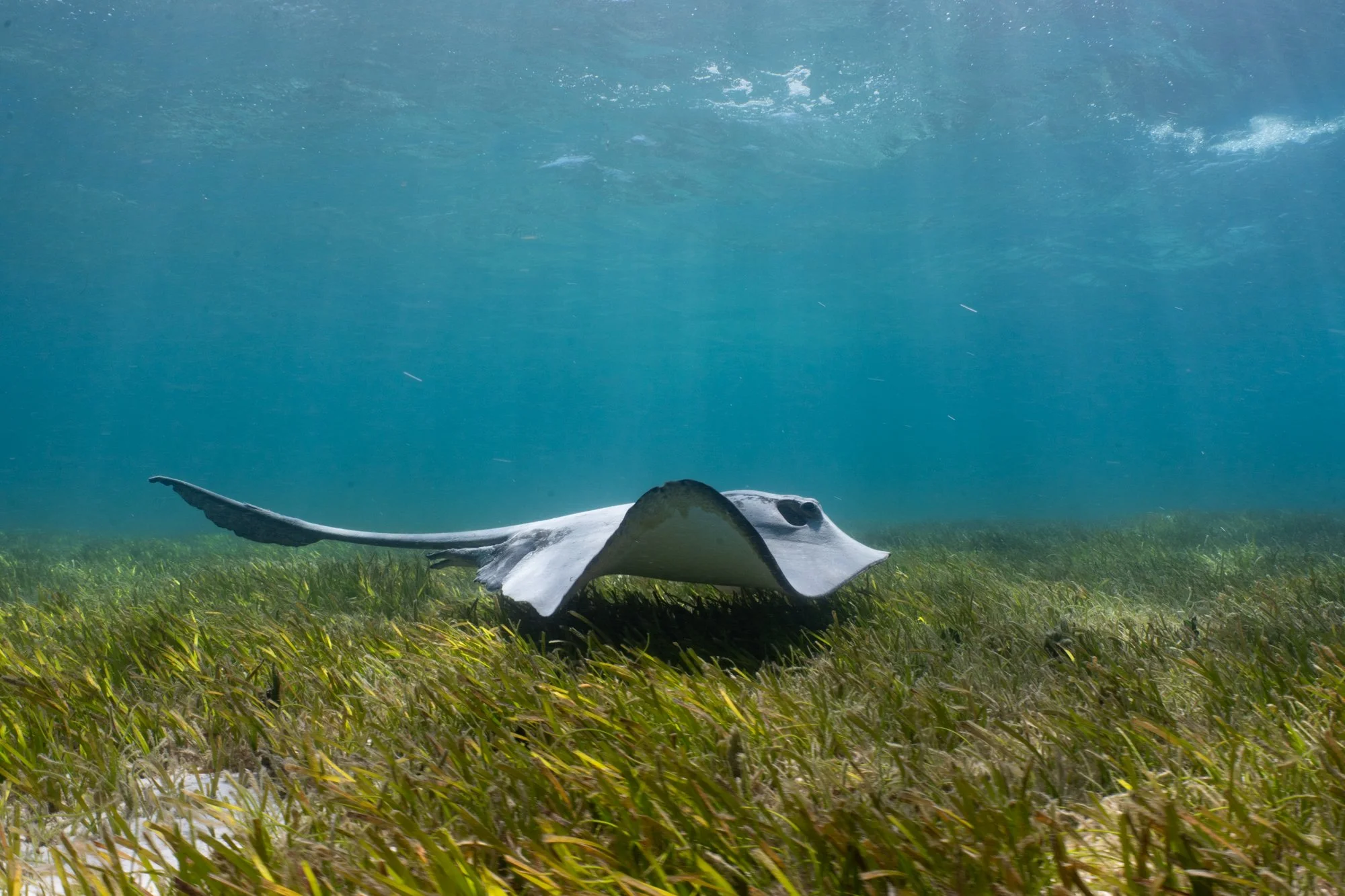 1864_Cowtail ray.jpg