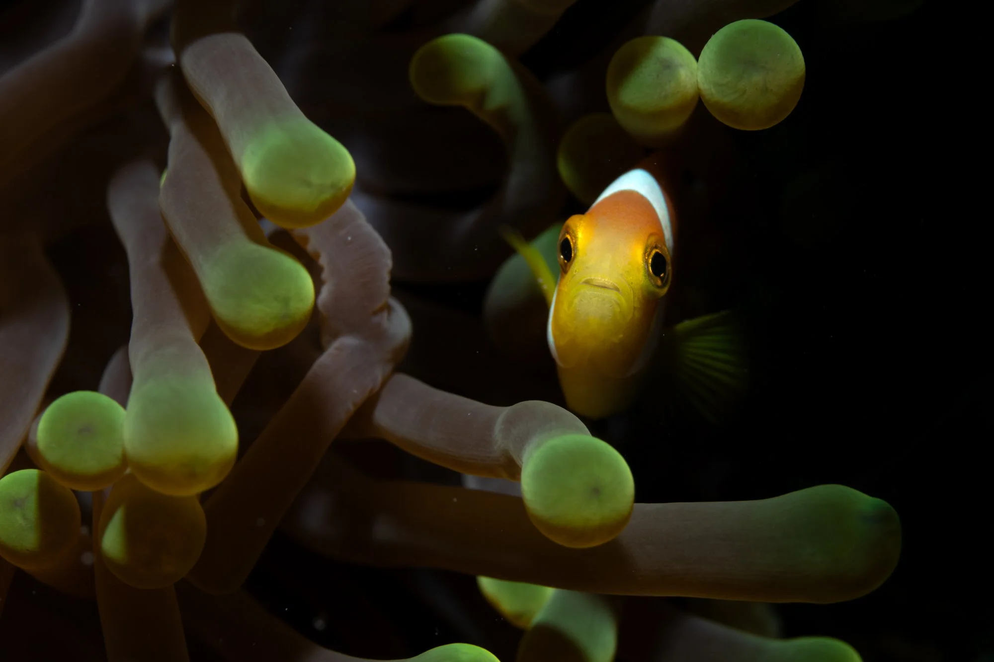 0836_Nemo.jpg