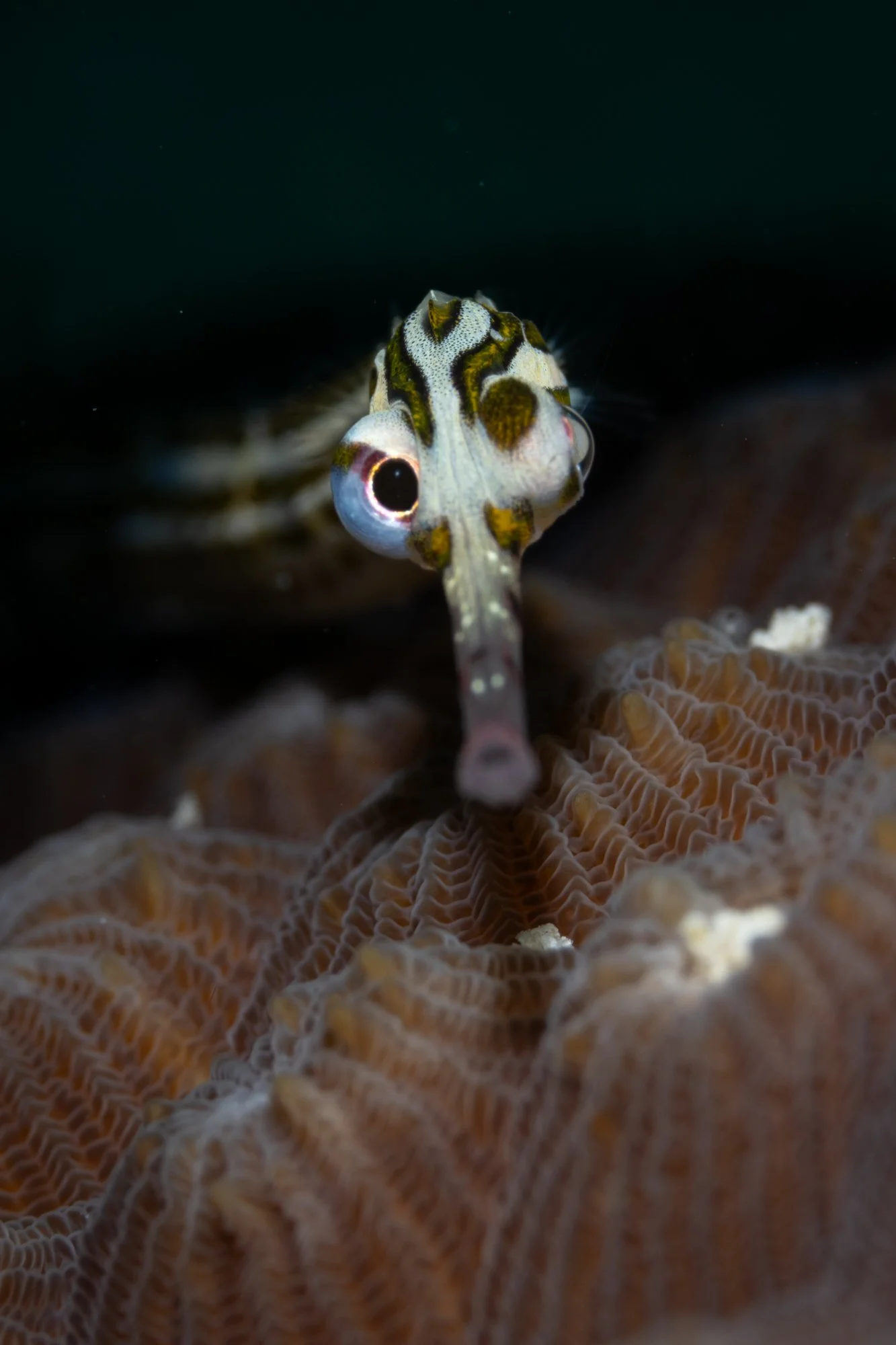 0822_pipefish 3.jpg