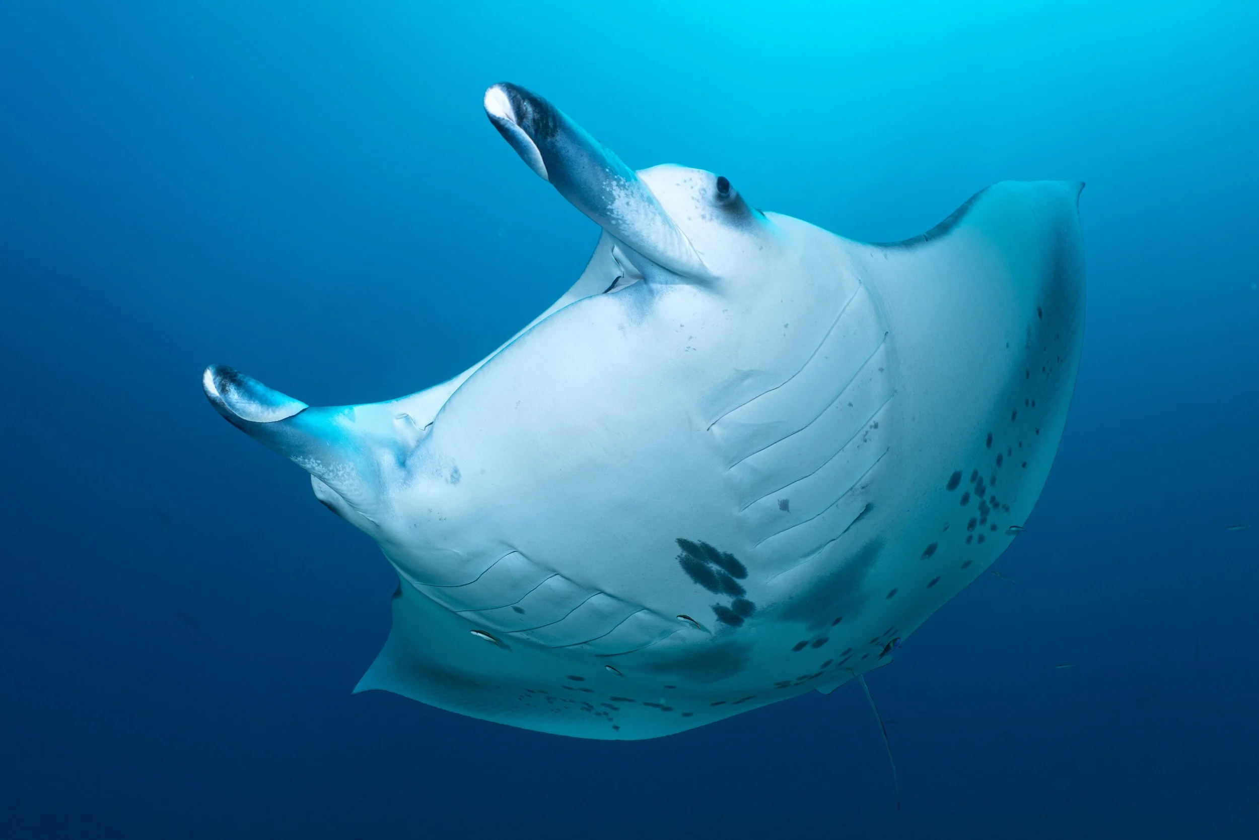 6653_Manta.jpg