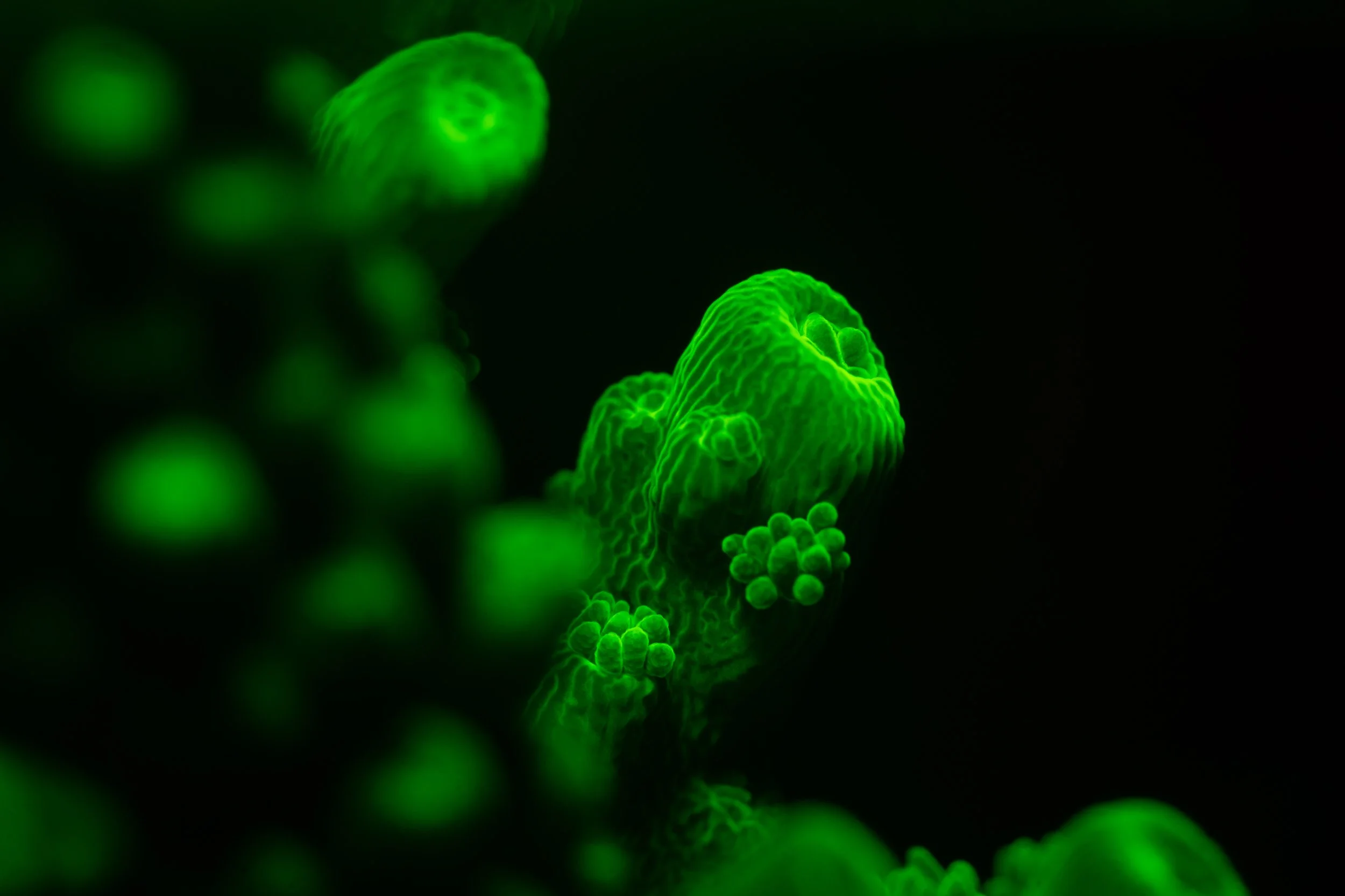 6406_Fluoro corals.jpg