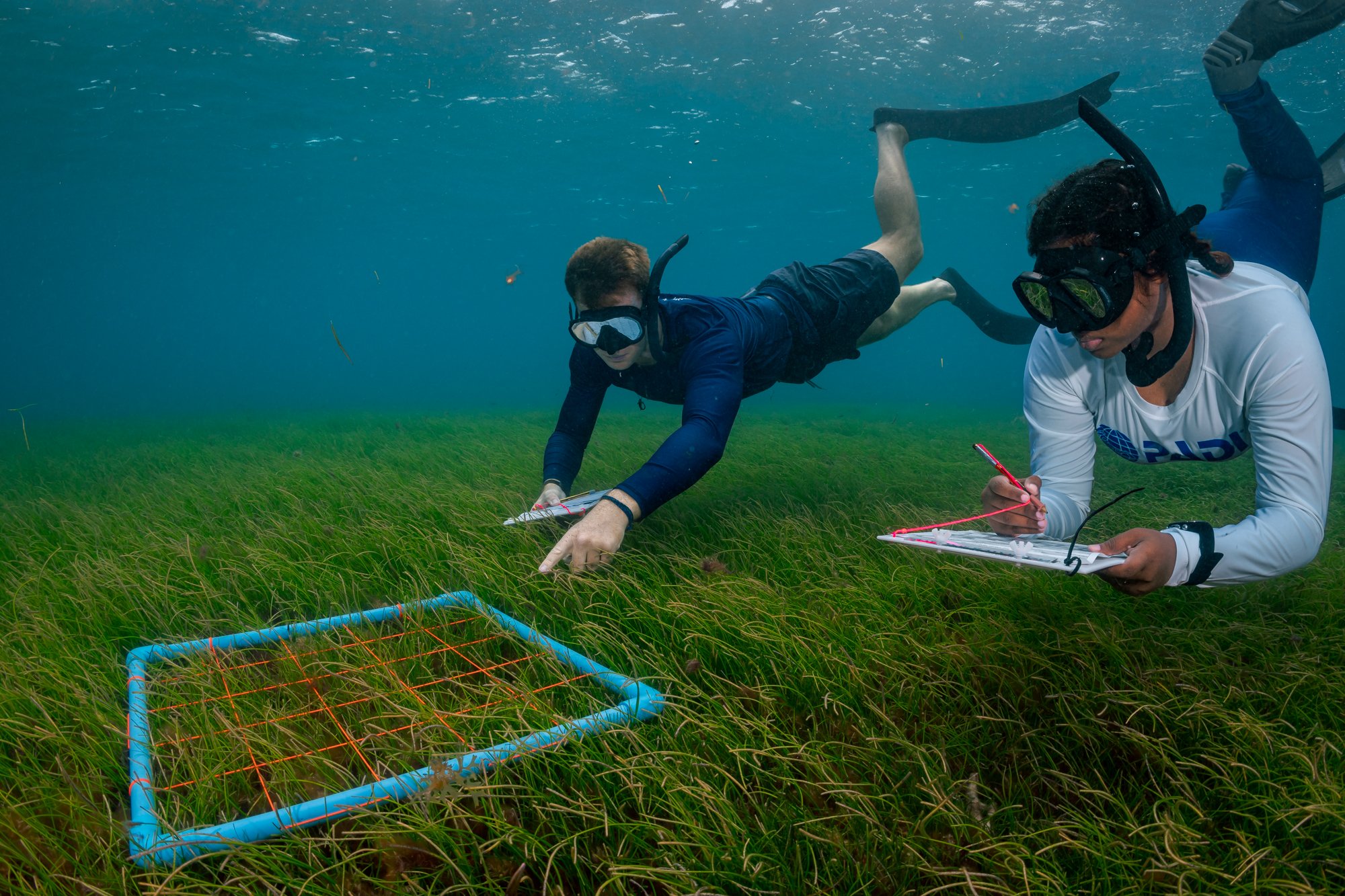 Forbes - Seagrass Is Disappearing Fast, But Resorts Are Fighting To Bring It Back