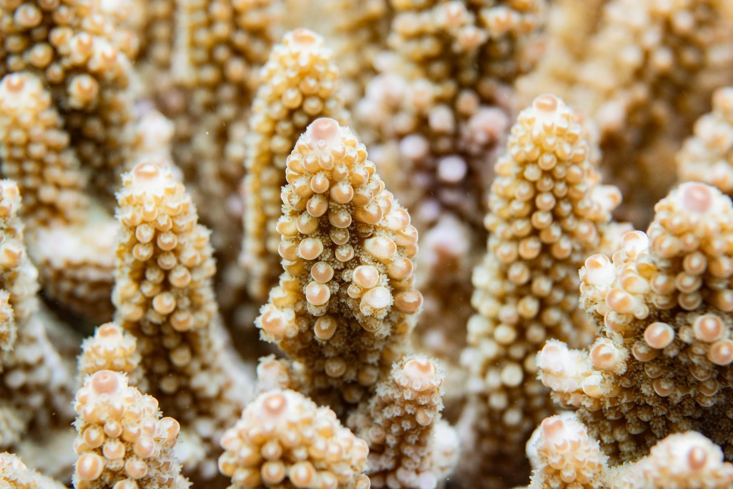 22.11.2024 Hassan Haa _(30).jpg