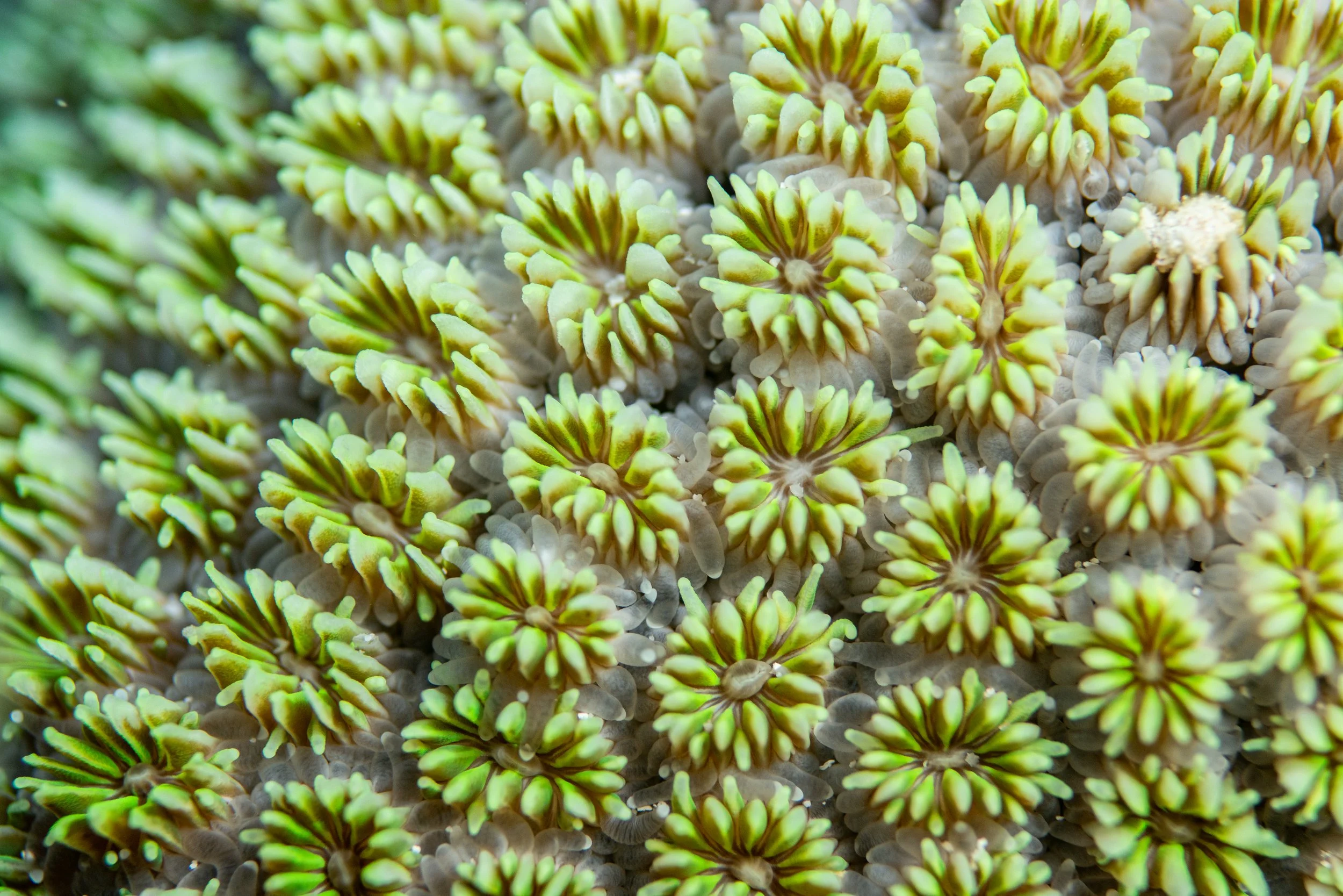 21.11.2024 Thingadhu Faru _(5) 2.jpg