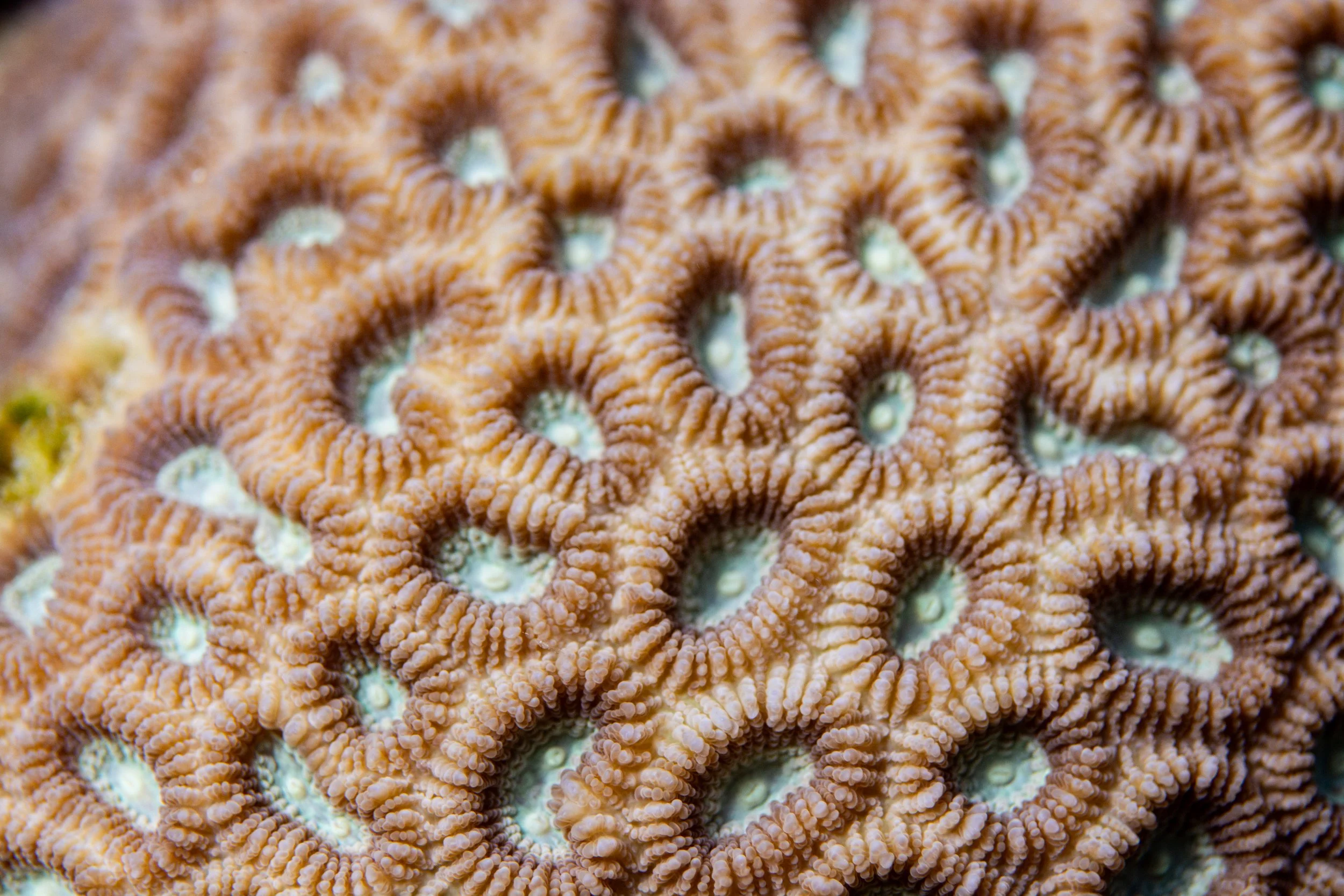 21.11.2024 Thingadhu Faru _(2).jpg