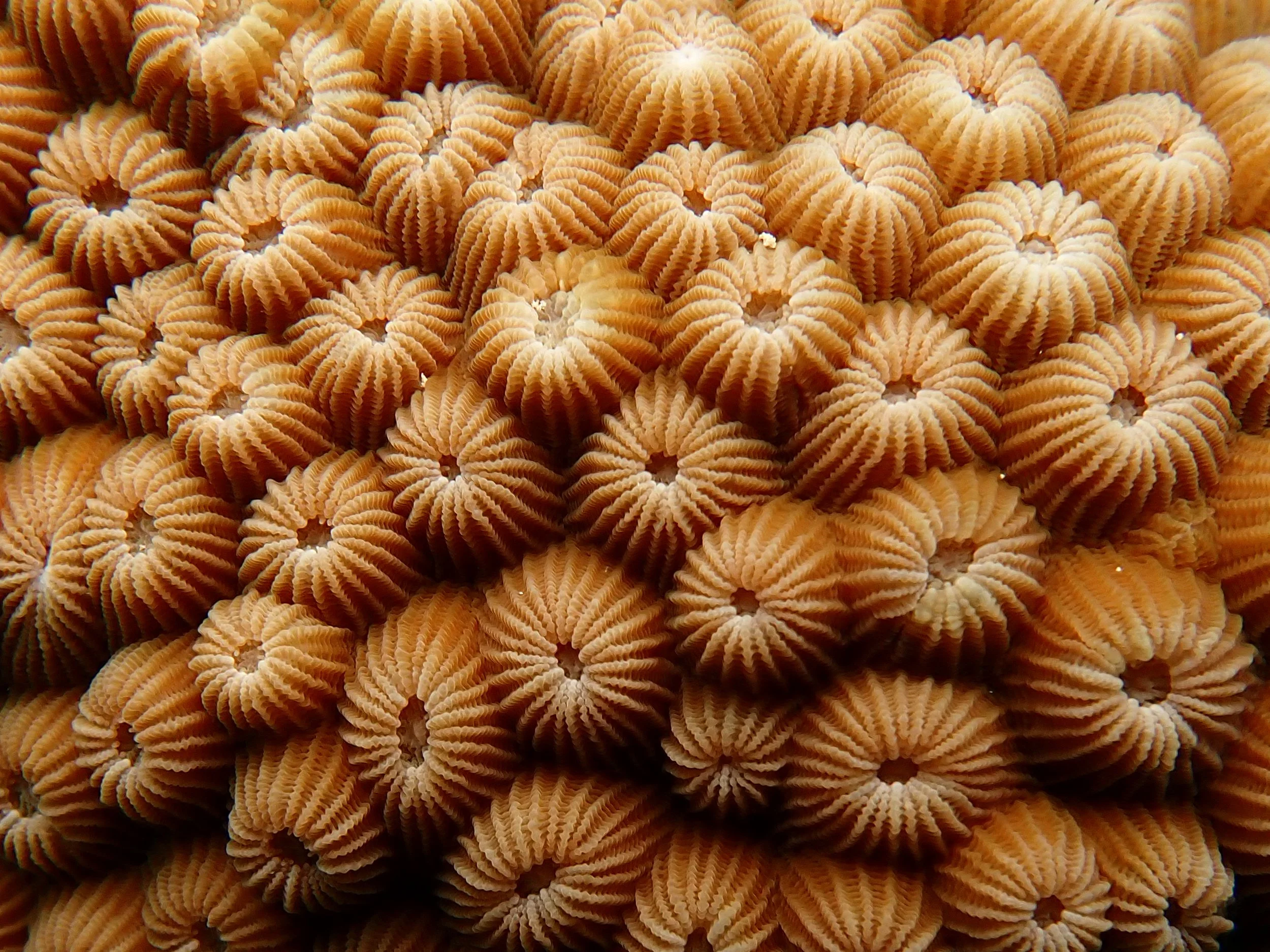 07.12.2023 Olhuveli Island_(1).jpg