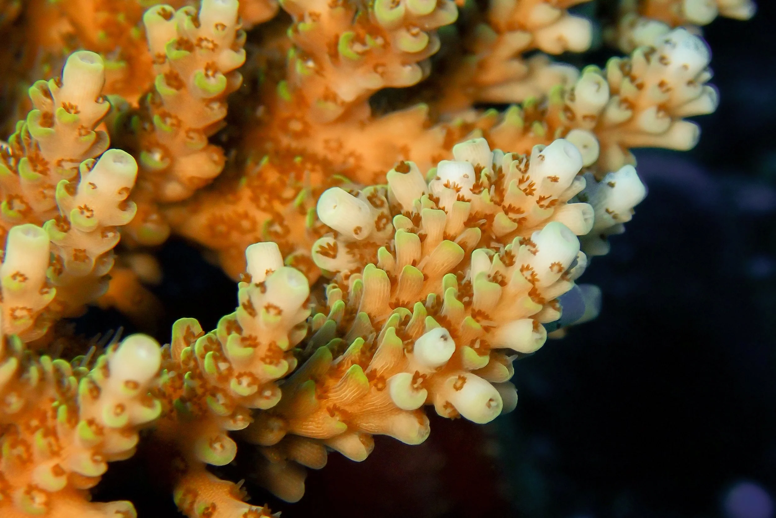 19.11.2024 Fonadhoo Oustside _(5).jpg