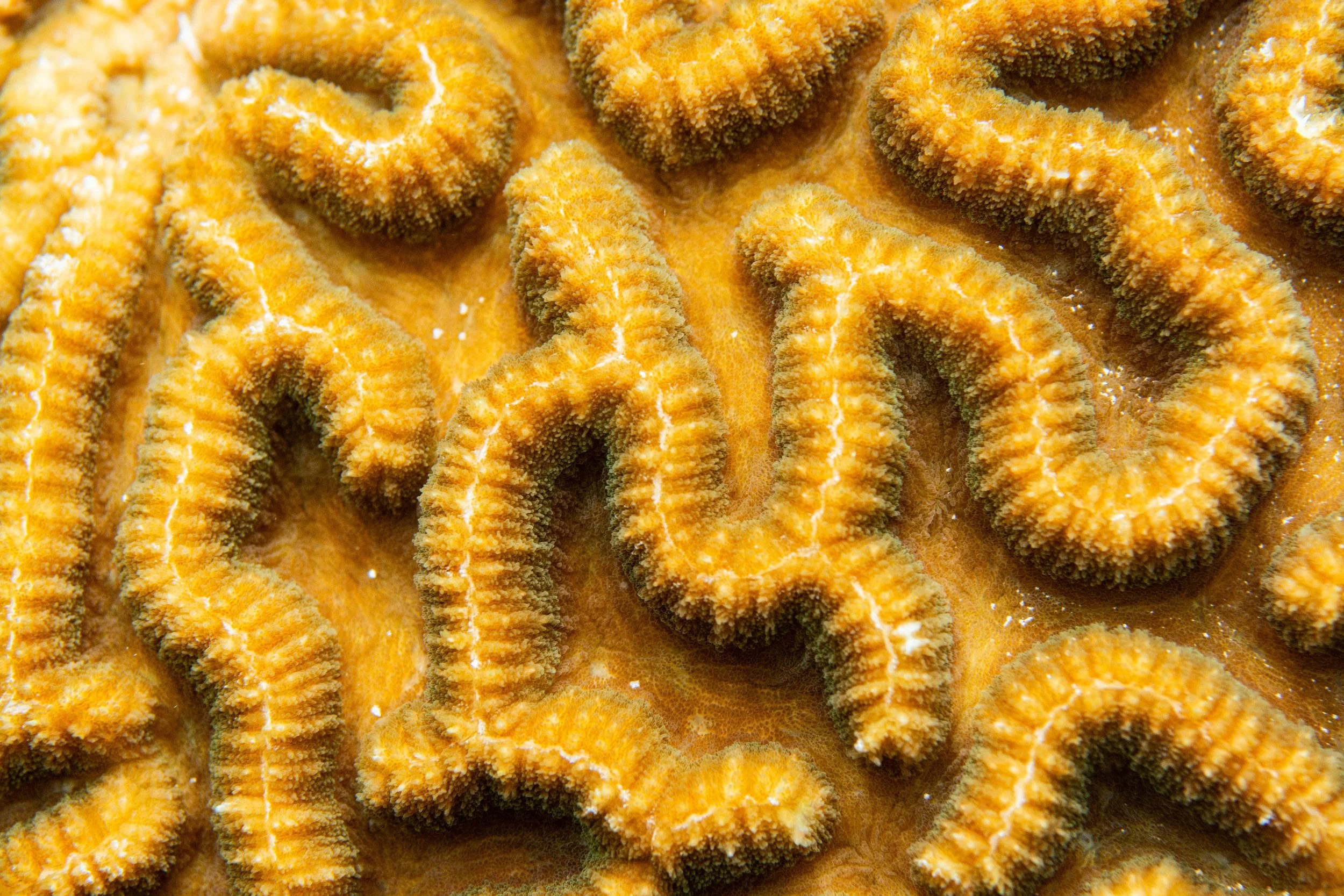 22.11.2024 Hassan Haa _(6).jpg