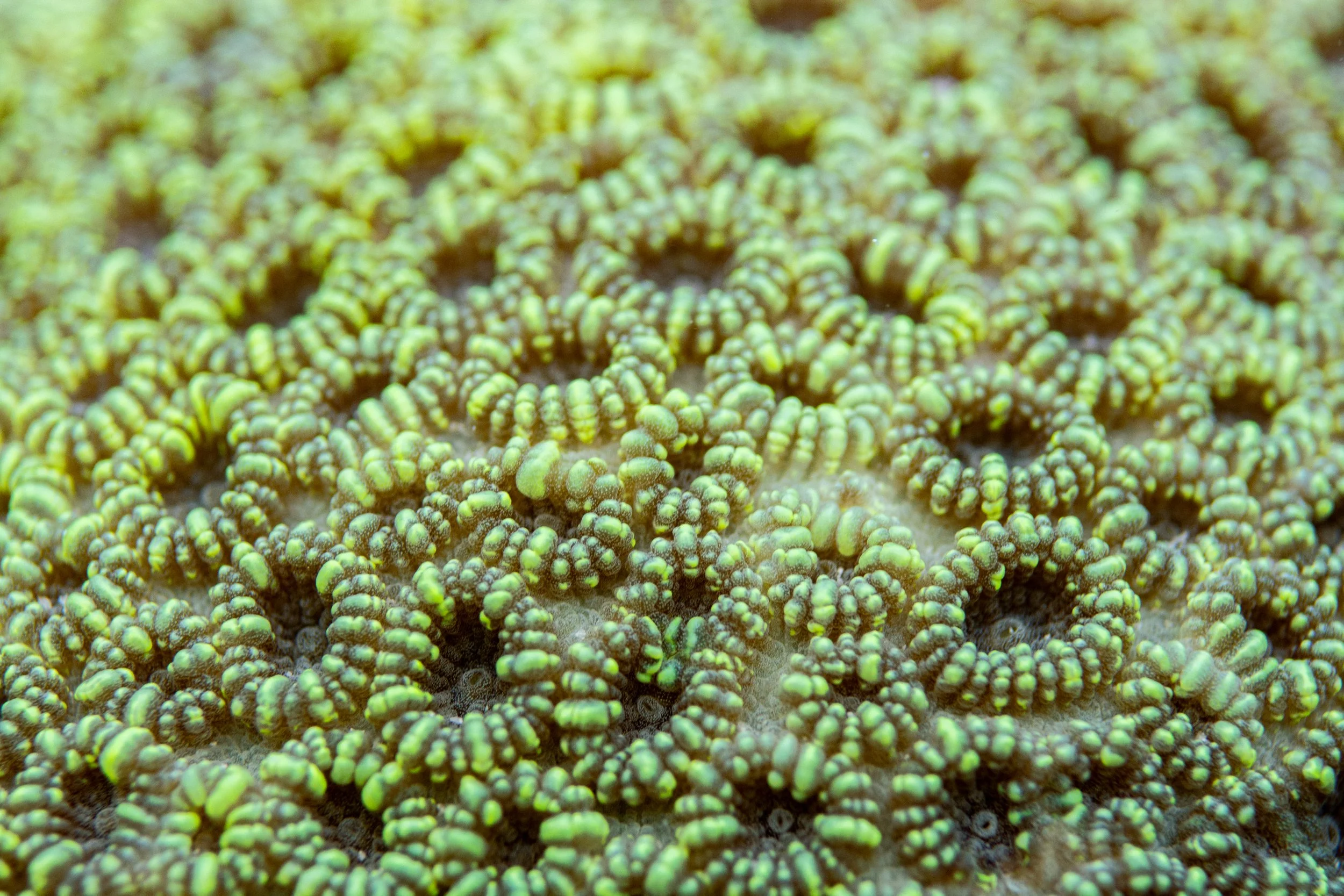 21.11.2024 Thingadhu Faru _(7).jpg