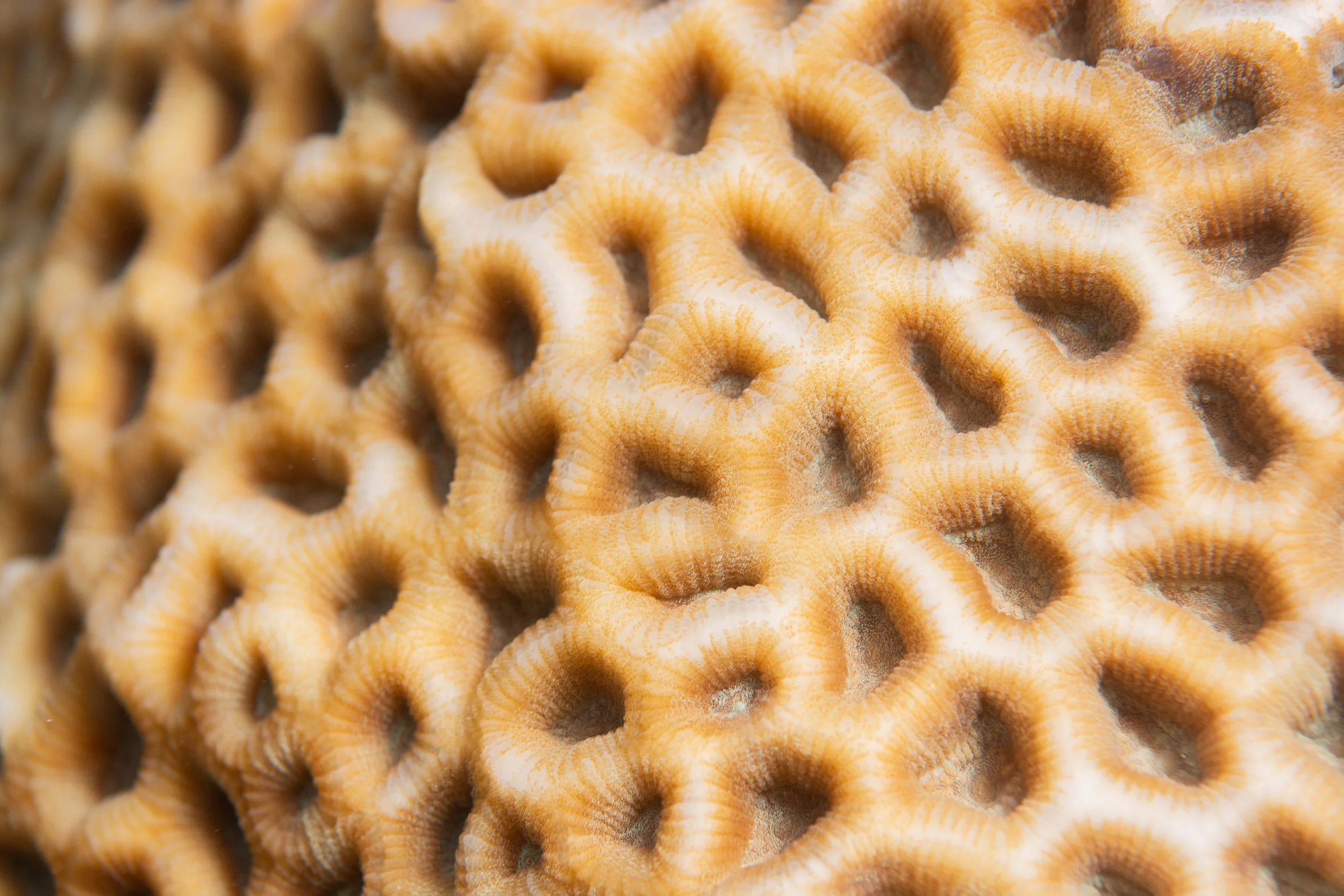 21.11.2024 Thingadhu Faru _(5).jpg