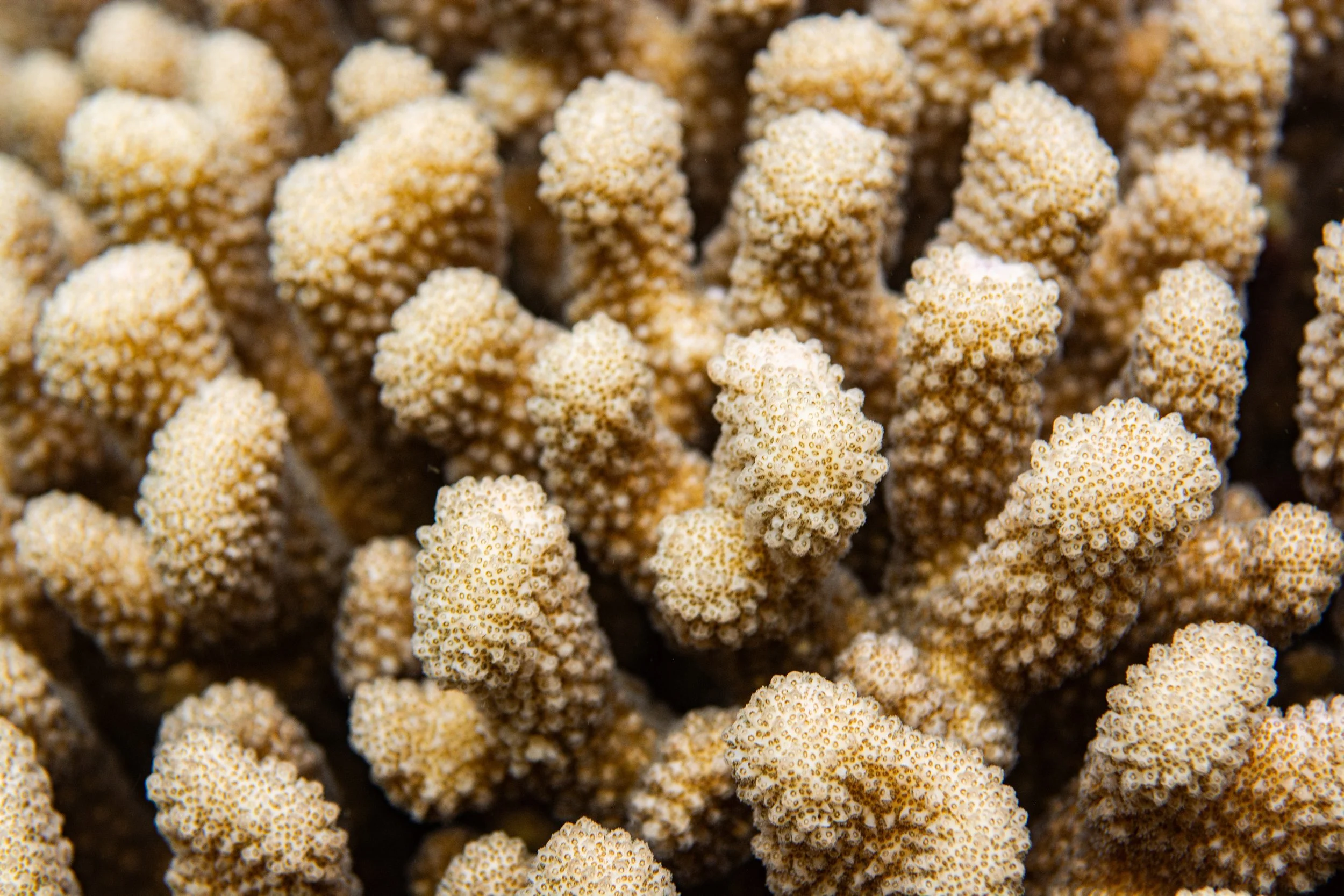 22.11.2024 Hassan Haa _(4).jpg