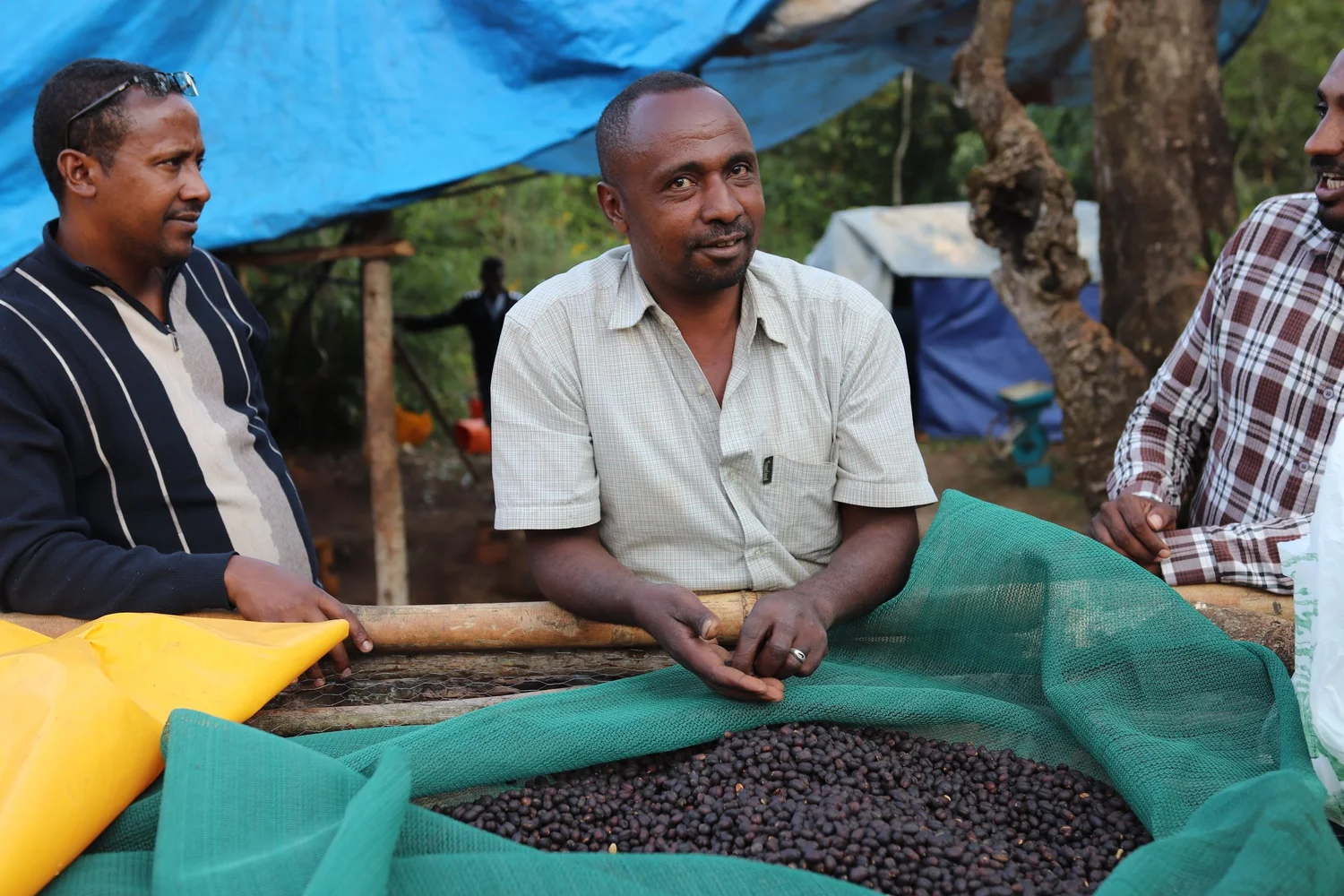 Chelchele #011 (bio) - ETHIOPIA _ TREVO