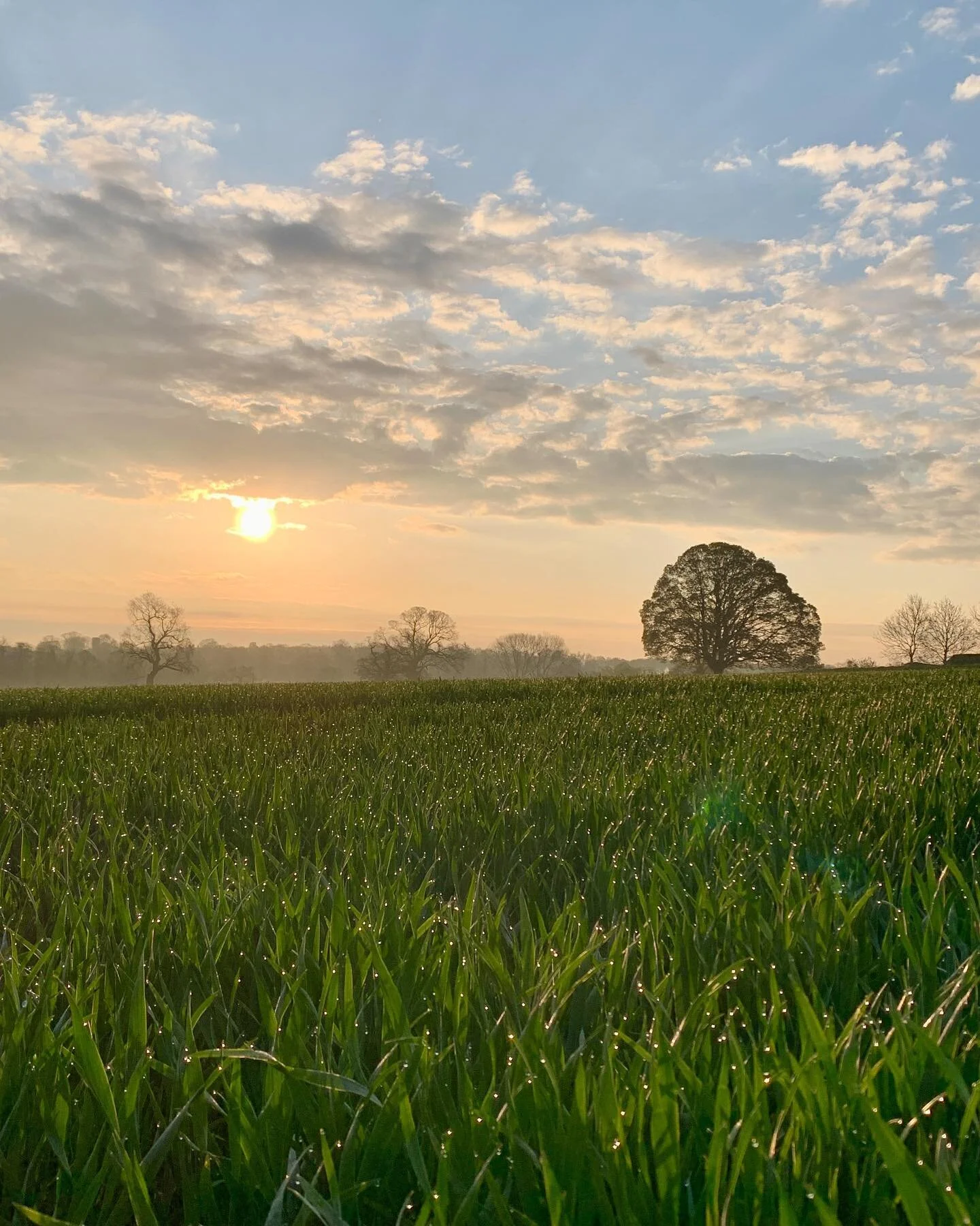 Quite different to the rolling hills of Devon, but a beautiful week spent in Norfolk. Big skies, never ending sandy beaches, rivers to play by &amp; wall to wall sunshine.