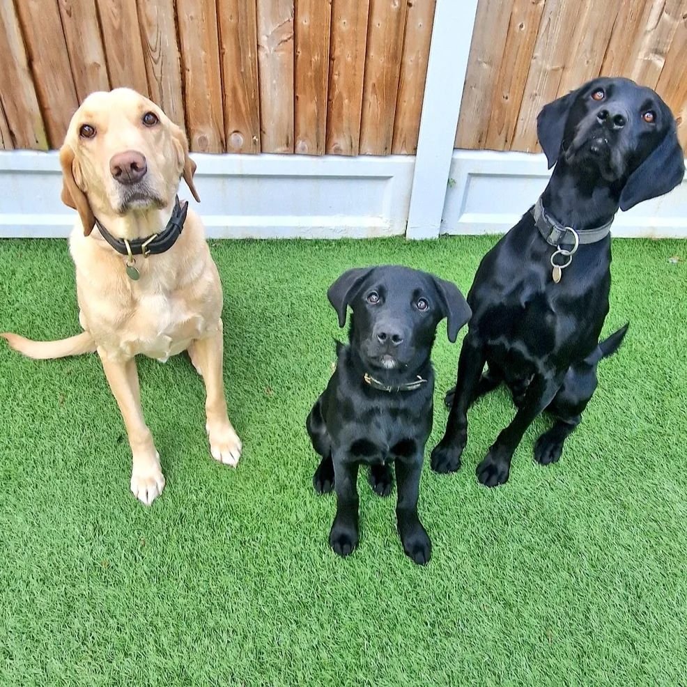 Happy 7th Birthday RPD Bailey 🥳🐾🐶

Enjoy your day with PD Axel &amp; Police Puppy Rocket.