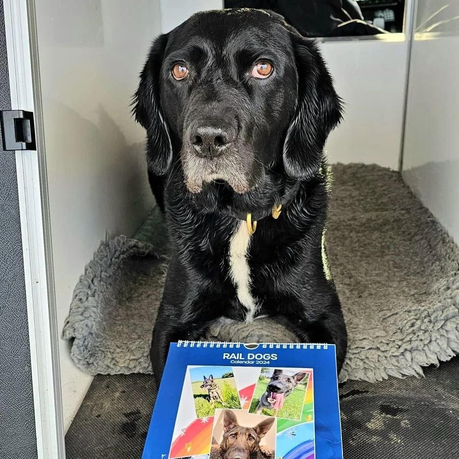 PD Buddy (the elf) has joined Team Santa this year. 🎅

Buddy will be licking stamps &amp; giving the paw of approval on all copies of the new 2024 Rail Dogs Calendar.

#mrjanuary 

🐶🐾

raildogs.fund/shop