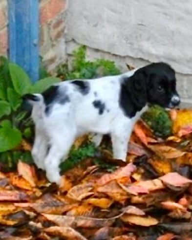 RPD Marty 2009-2023 🌈

Sad news today RPD Marty born 2009 has crossed over the rainbow bridge. 🌈
A lovely 14 year old black and white Springer Spaniel who joined British Transport Police as a puppy.

Marty joined British Transport Police in 2009 an