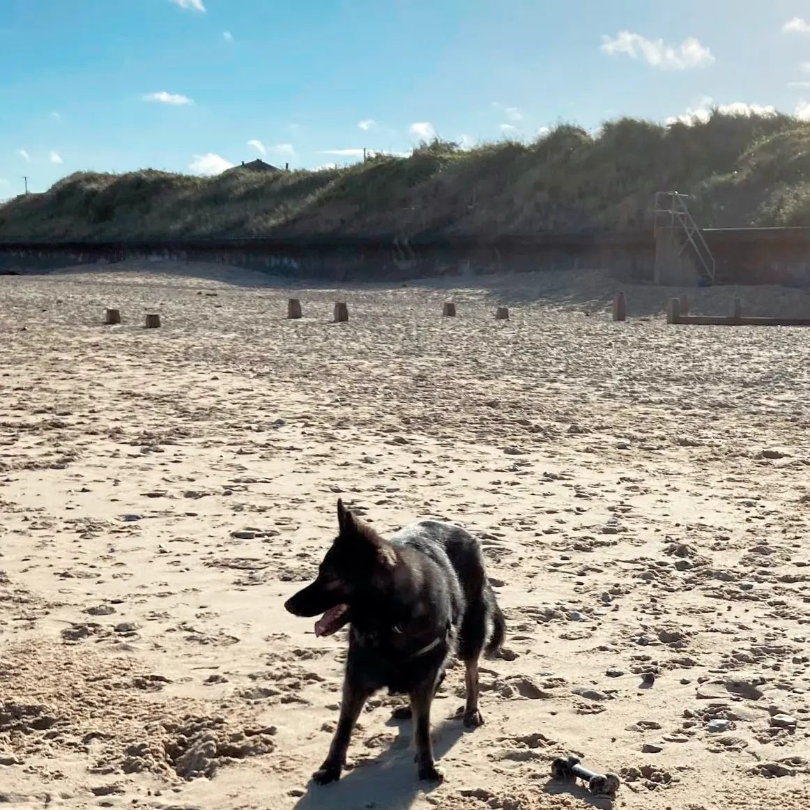 RPD Belle enjoying a sea walk today for the Walk 50 Miles in November challenge 🐶🐾