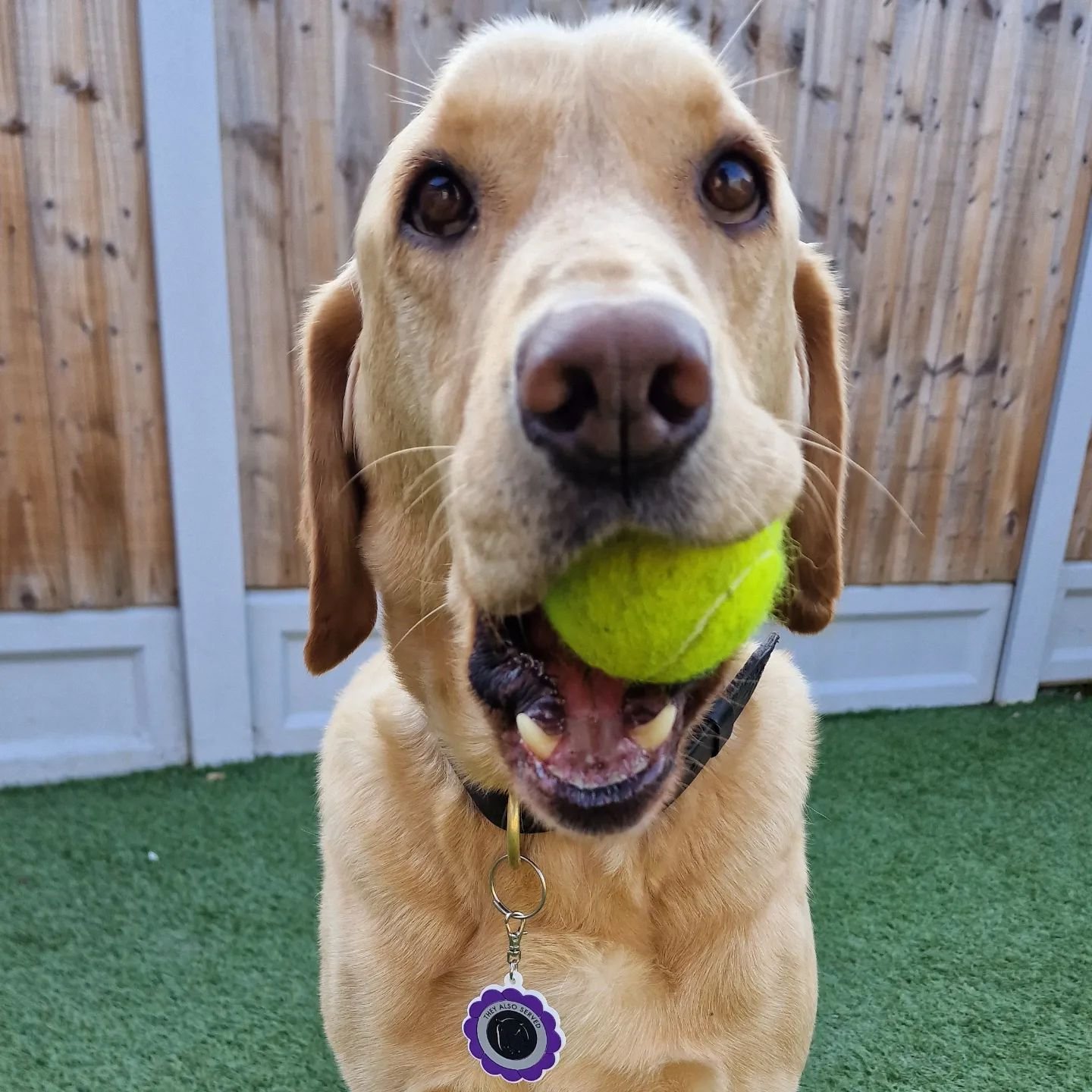 RPD Bailey modelling his new @MA_PurplePoppy Purple Poppy Dog Collar Charm.

Thank you for making us a 2024 Beneficiary.

Grab one now! 🐶🐾

https://murphysarmypurplepoppycampaignonlinestore.company.site/