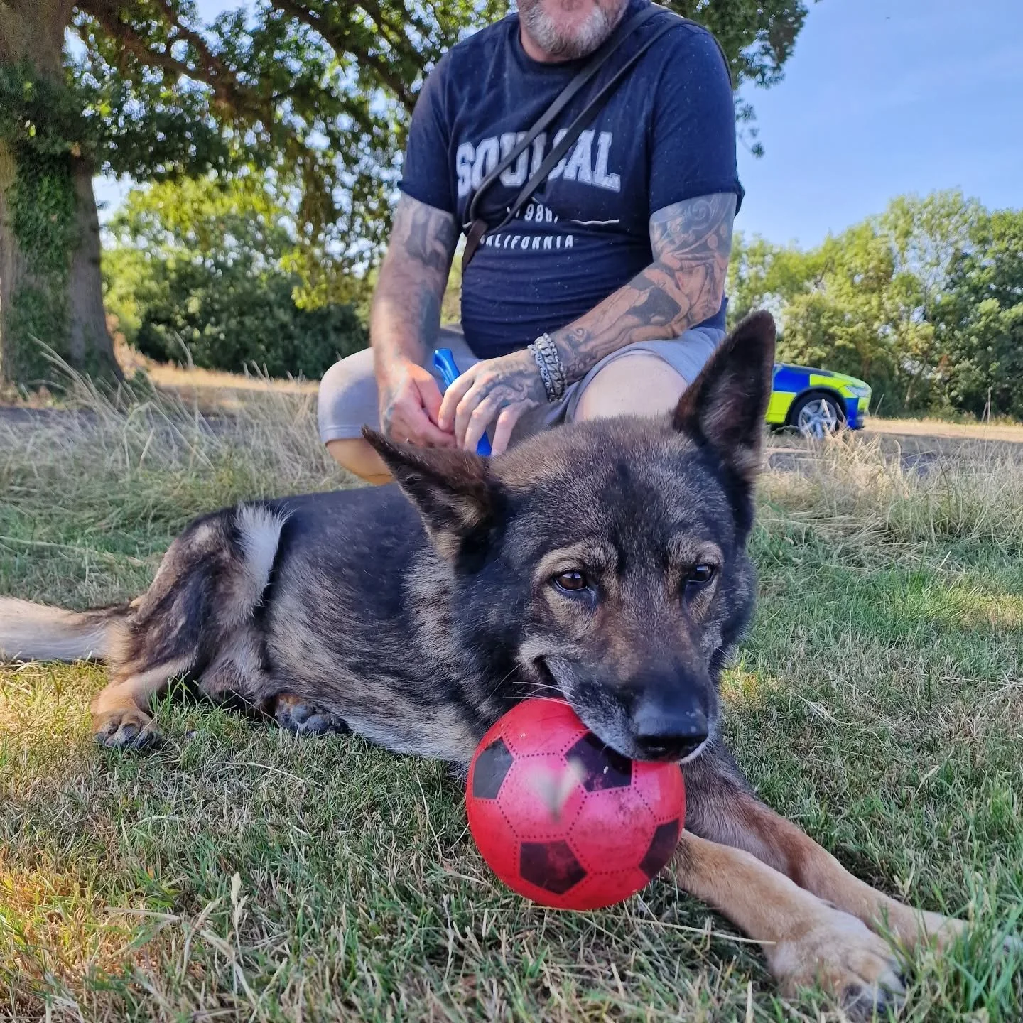 RPD Albert is living his best life! 🐾 Soaking up the sunshine and enjoying a good game of fetch with his handler.

Retirement definitely suits these two! 😍

#RetiredPoliceDog #PoliceDog #DogsofInstagram #HappyDog #SunnyDays