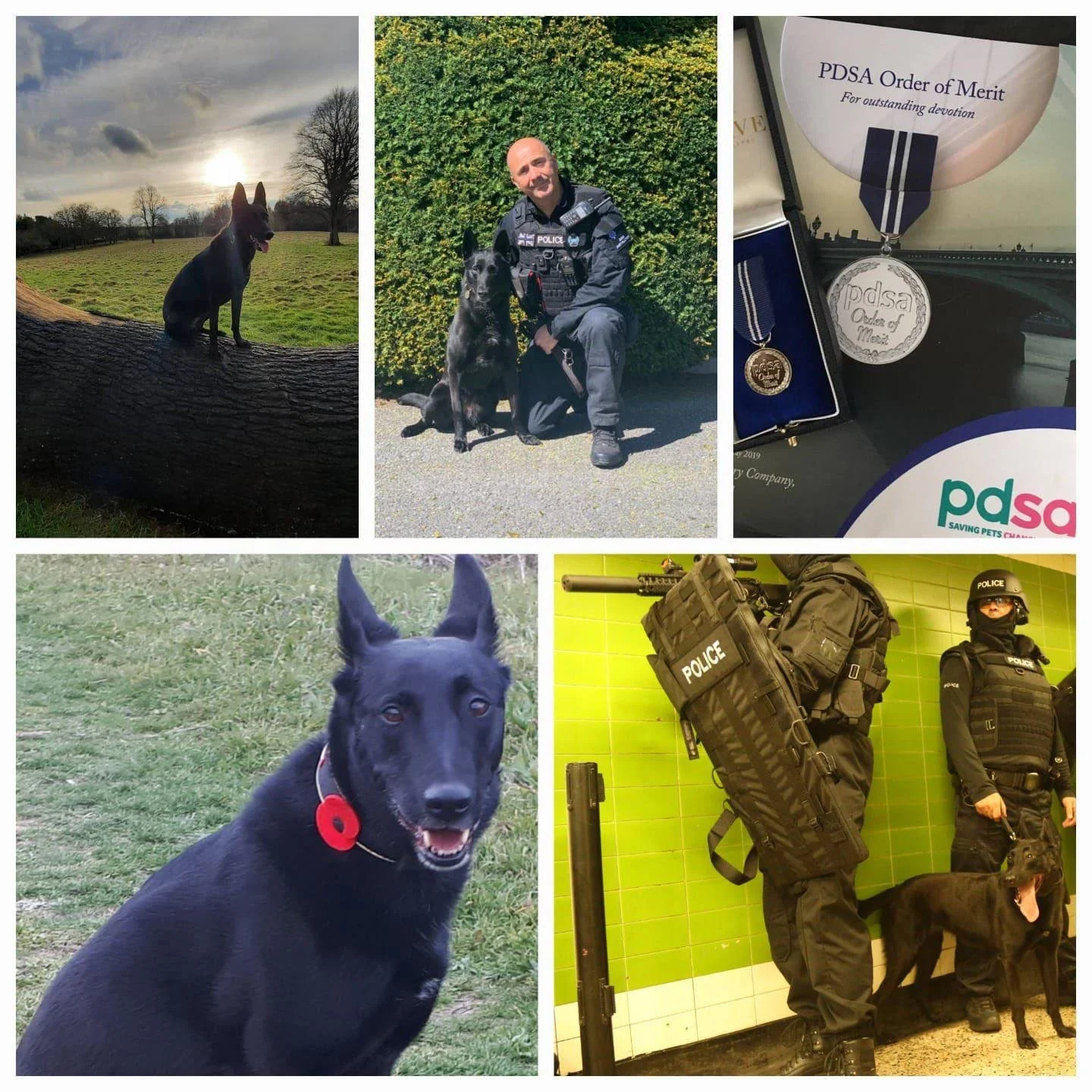 🌈 Rest Easy, PD Zara ❤️🐾

30.06.2013 &ndash; 2025

Today we say goodbye to one of our finest, PD Zara, a loyal and courageous @britishtransportpolice dog who crossed the 🌈 Rainbow Bridge after a life of outstanding service and love.

Zara, a Belgi