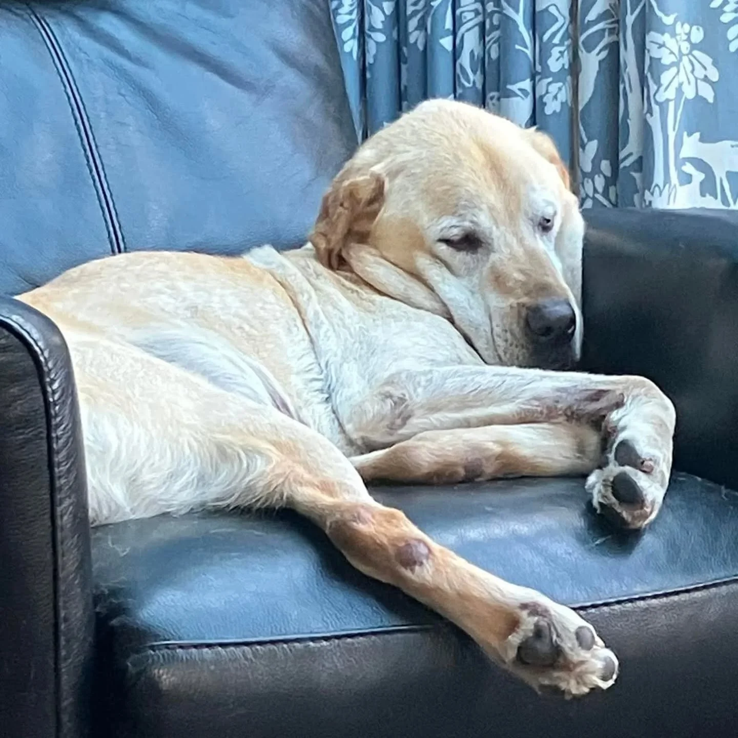 🎉 Happy 10th Birthday to AJ! 🐾

Loving retired life in Dad&rsquo;s chair &mdash; still the best boy (even if those listening ears take a break sometimes 😉).

Here&rsquo;s to more naps, treats, and tail wags! 💛

#HappyBirthdayAJ