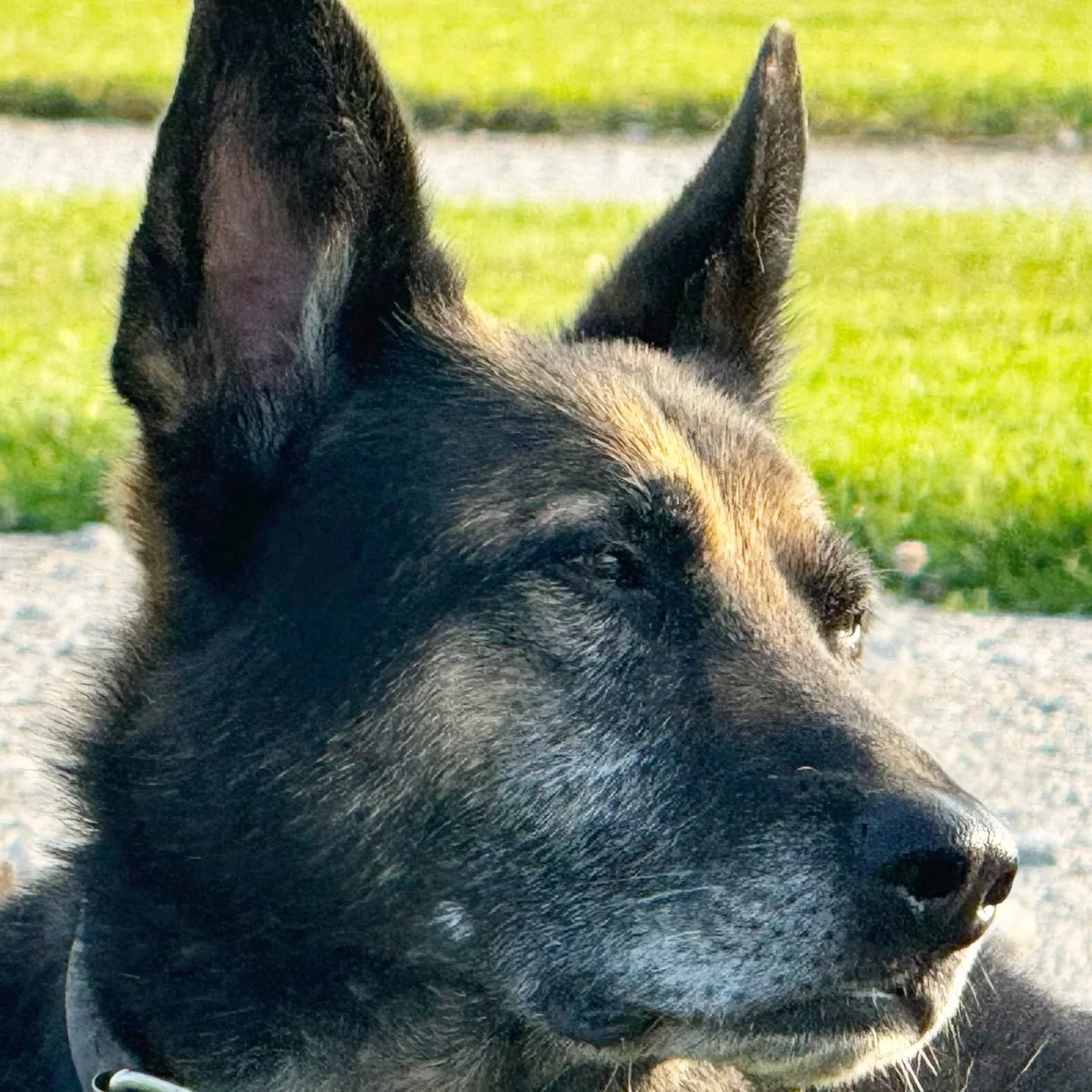 Retired Police Dog Bennii and Retired Police Dog Harry soaking up the sun ☀️

A lifetime of service, now enjoying some well-deserved rest 🐾👮&zwj;♂️

#RetiredK9 #PoliceDogs #K9Heroes #LoyalToTheEnd #BenniiAndHarry #WellDeservedRest