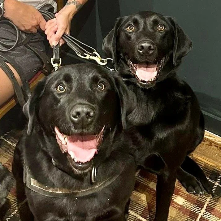 🎉🐾 Lazer &amp; Teddy Turn 8 &mdash; Still Good Boys, Just Slightly Slower Now 🐾🎉

Big tail wags today for brothers Lazer and Teddy, who are celebrating their 8th birthday in full party mode! 🎂🎈

Once fluffy crime-fighters, now fierce snack-hunt