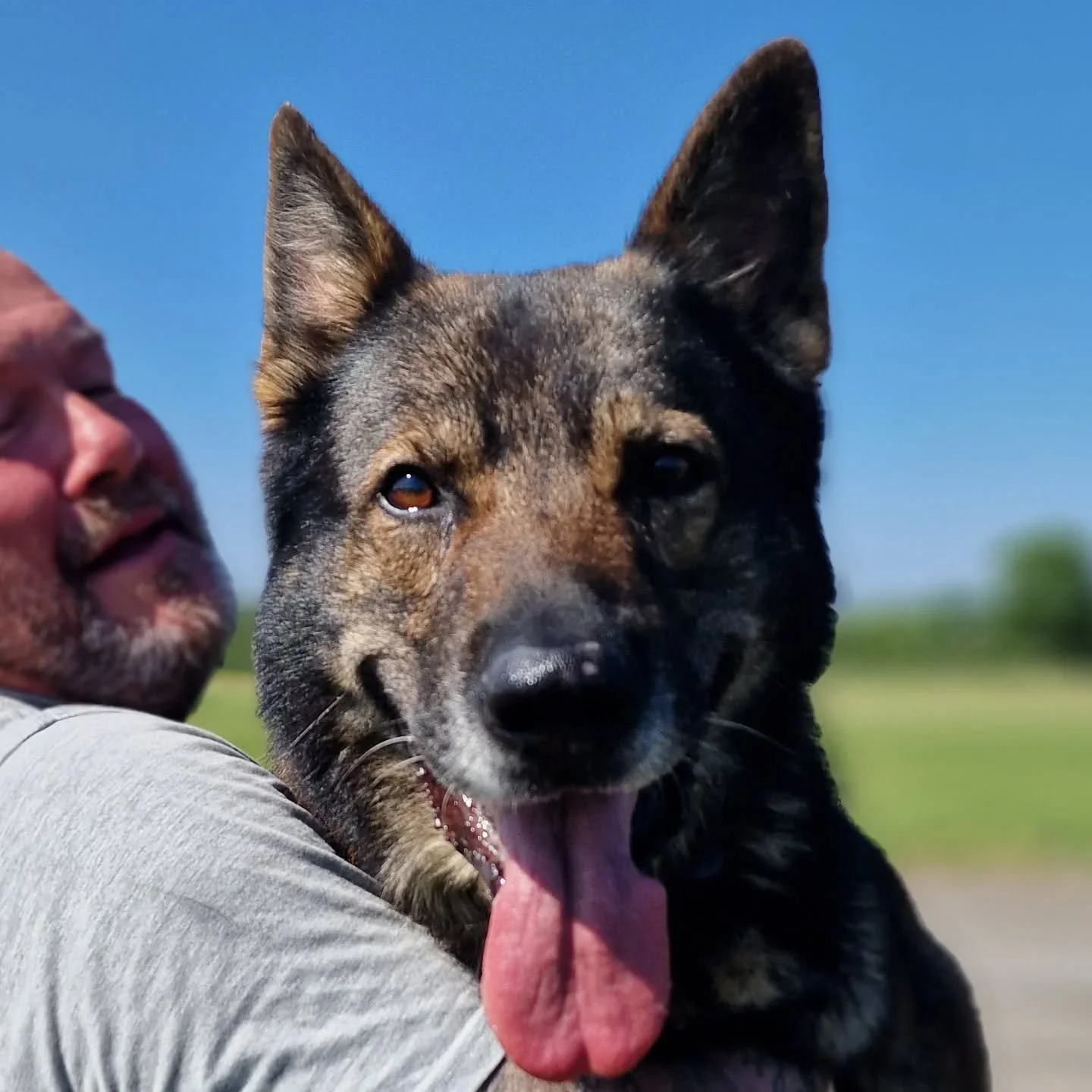 🐾 Wishing RPD Albert a Speedy Recovery 🐾

Our brave retired police dog Albert has been through a tough time today after undergoing surgery to remove a large tumour.

 Get well soon, Albert 💙