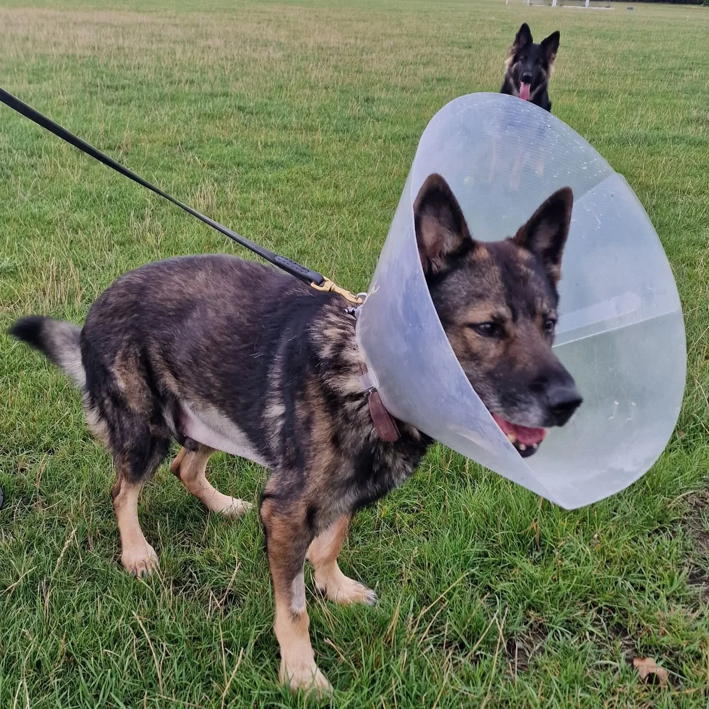 🐾 RPD Albert Update 🐾

Albert is back on his feet and recovering slowly. 

Paul &amp; Albert would like to thank everyone for all the get well messages 💙