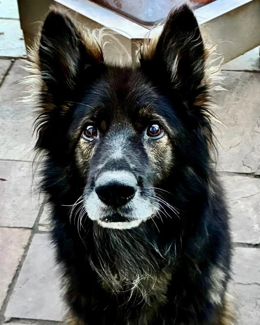 🎉🐾 A very Happy 11th Birthday to retired @britishtransportpolice dog, Kooper! 🐾🎉

Kooper dedicated so many years to keeping people safe, and now he deserves all the love, treats, and cuddles in the world. 💙

He&rsquo;s been a little under the we