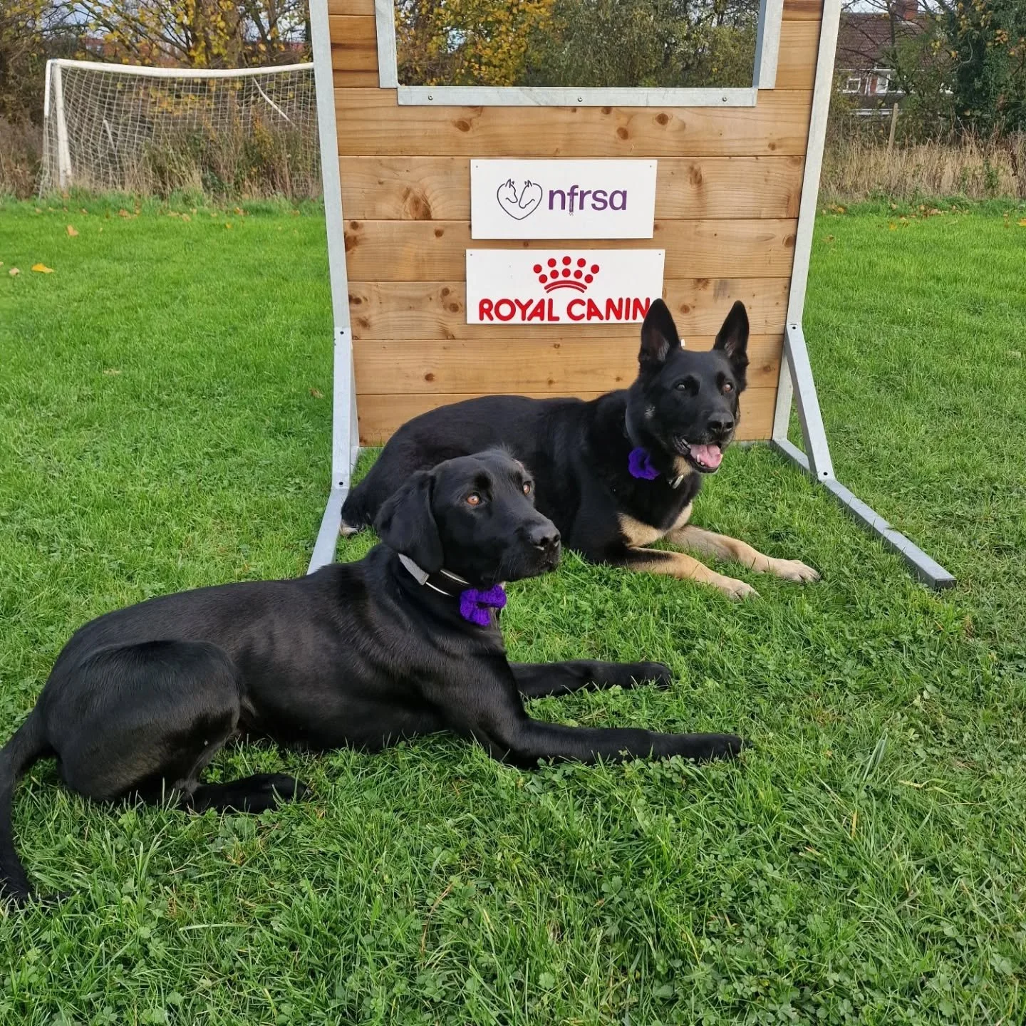 PD Riley &amp; PD Ralph are proudly wearing purple poppies in support of Murphy's Army Purple Poppy Campaign,  a tribute to the brave animals who have served alongside humans and those who have sadly lost their lives in the line of duty.

These loyal