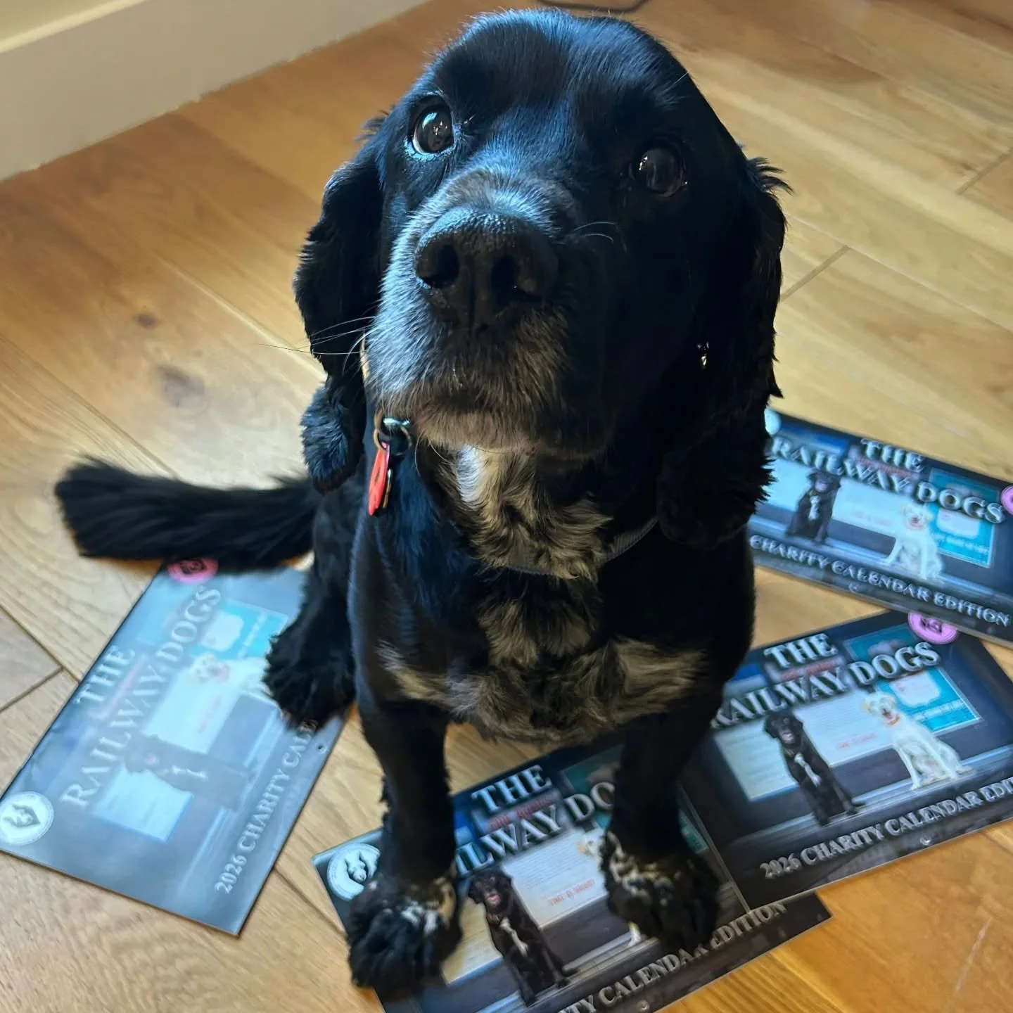 🐾 Retired Police Dog Robbie has officially &ldquo;signed&rdquo; the 2026 Railway Dogs Benevolent Fund Calendar! 🐾

With a freshly stamped paw print of approval, he&rsquo;s ready to help raise funds for a fantastic cause.

📅 The Railway Dogs 2026 C