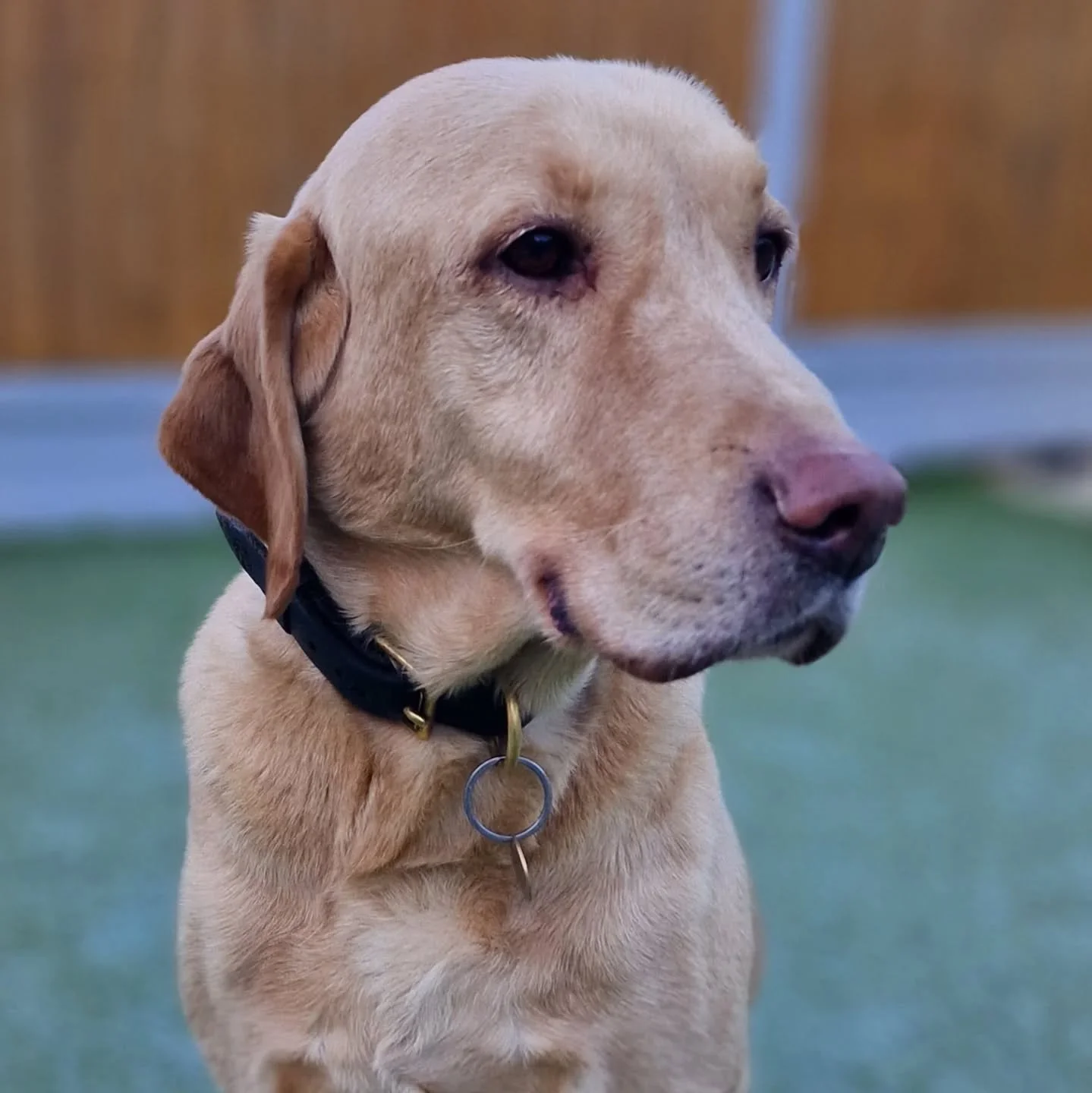 Happy 9th Birthday to RPD Bailey 🐾🎂

Thank you for your loyalty, dedication, and all the tail wags along the way. Here&rsquo;s to many more happy, healthy years ahead! 🐶💙