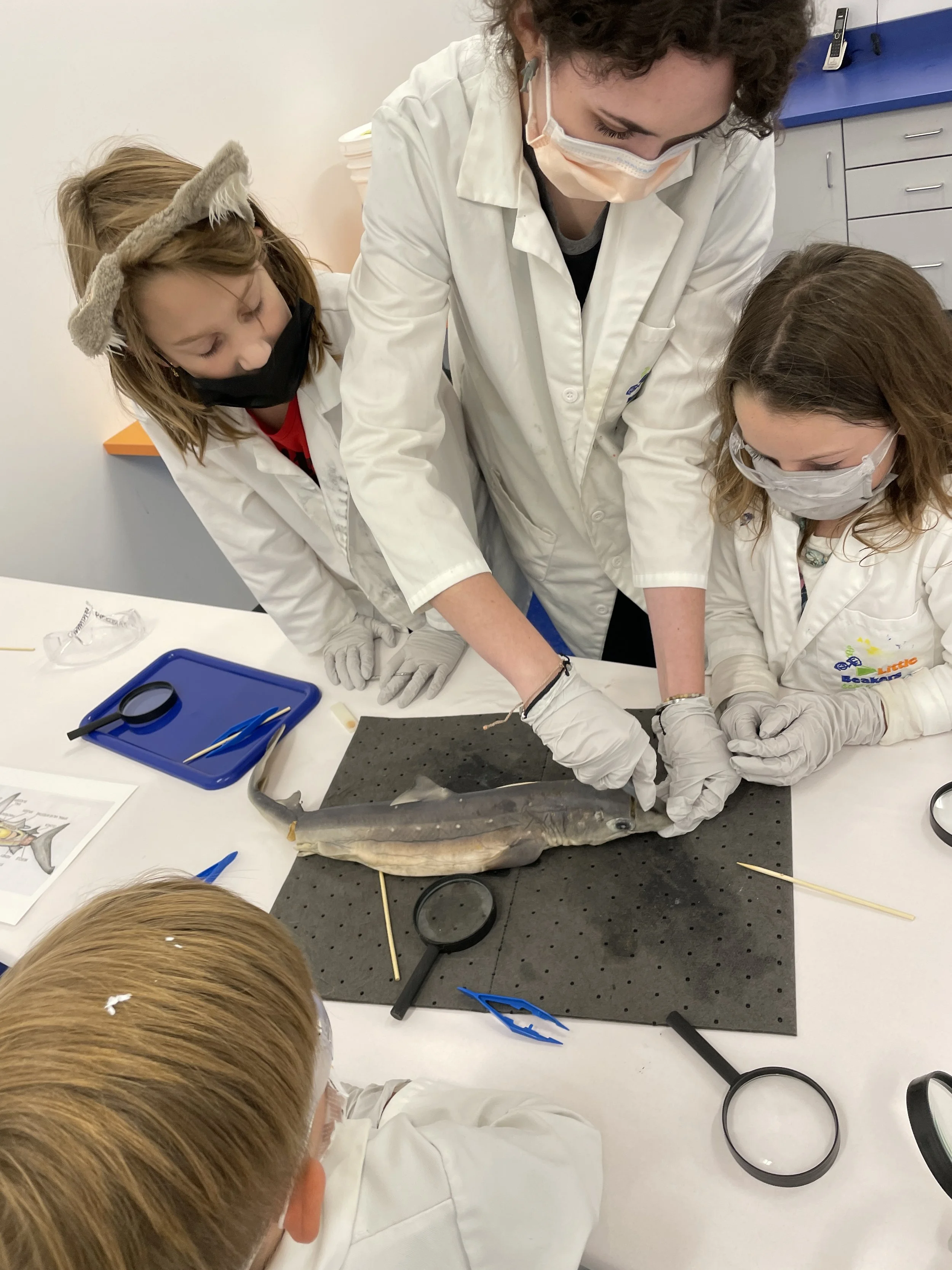 Family Night Dissection: Shark