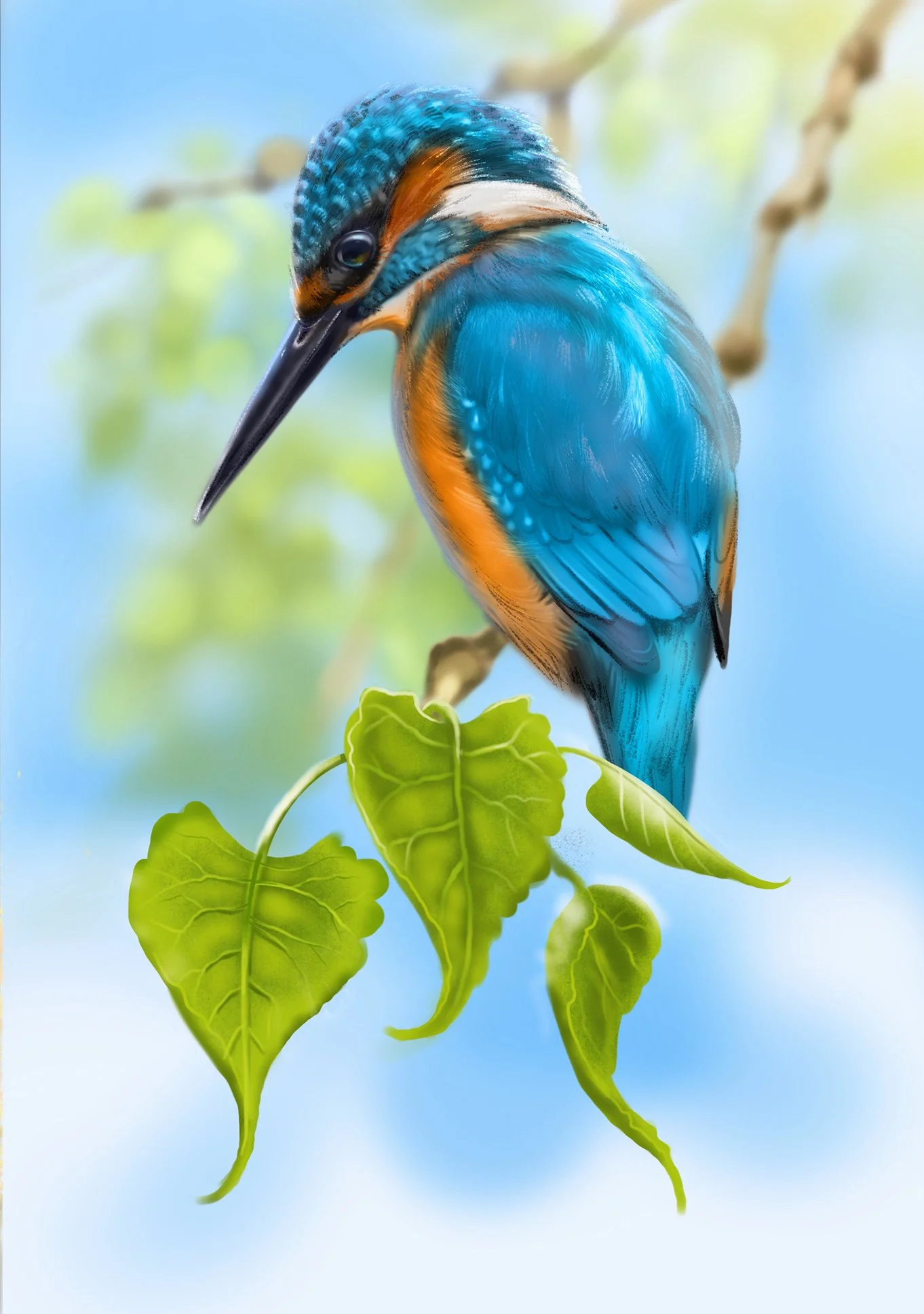 zimorodek_Alcedo atthis_kingfisher_martakitka2.jpg