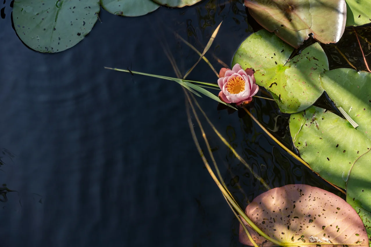 20190710_Linum_JST00380_web.jpg