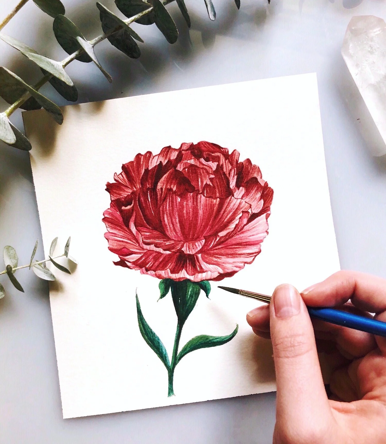 Carnation Study