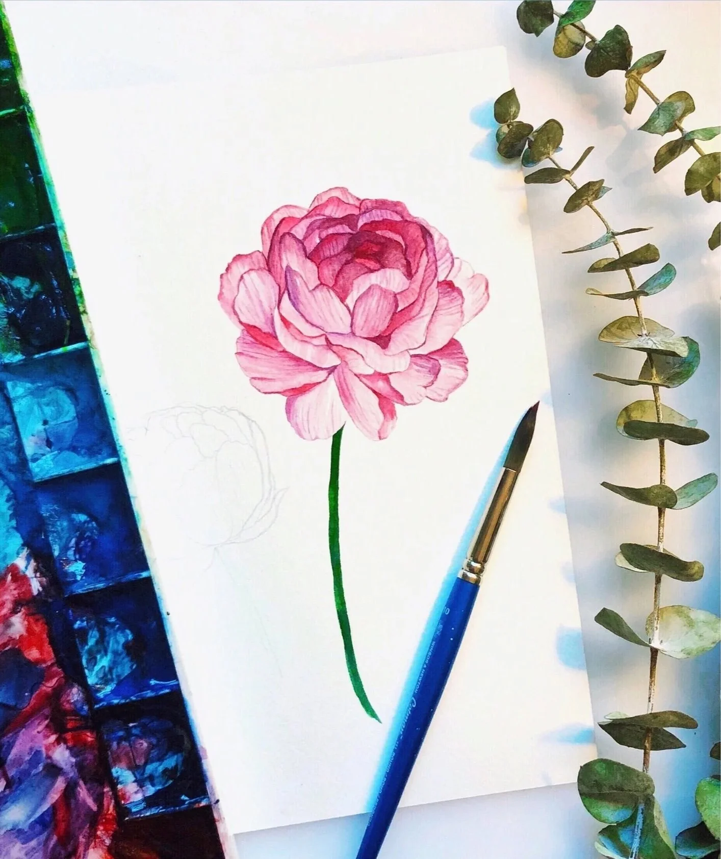 Peony Study