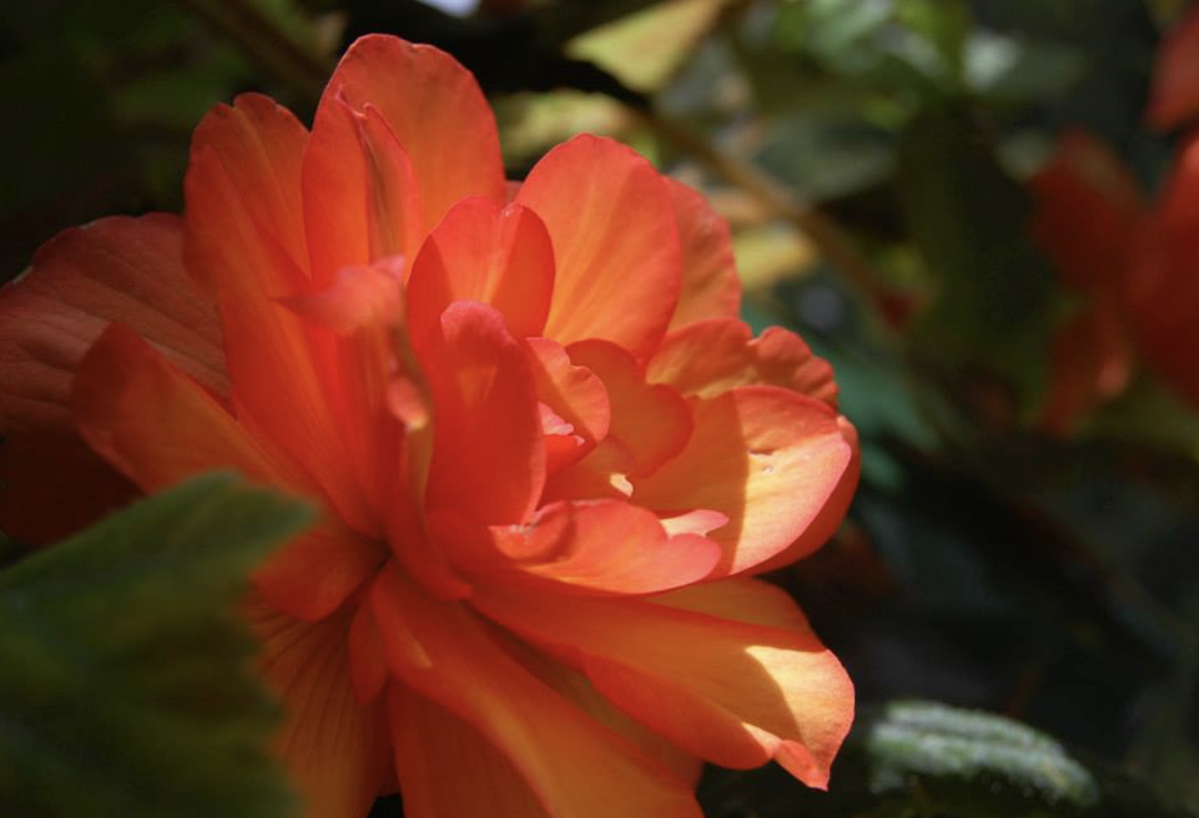 Screenshot 2026-01-24 at 6.43.04 PM.png