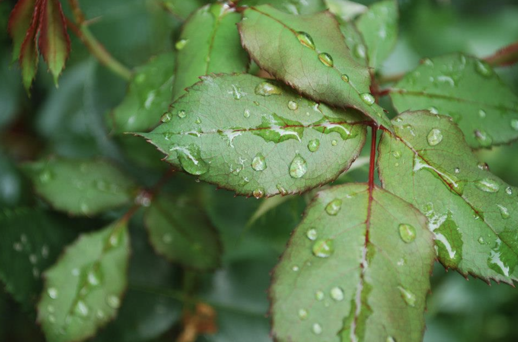 Screenshot 2026-01-24 at 6.40.27 PM.png