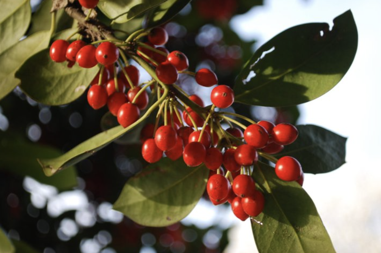 Screenshot 2026-01-24 at 6.35.26 PM.png