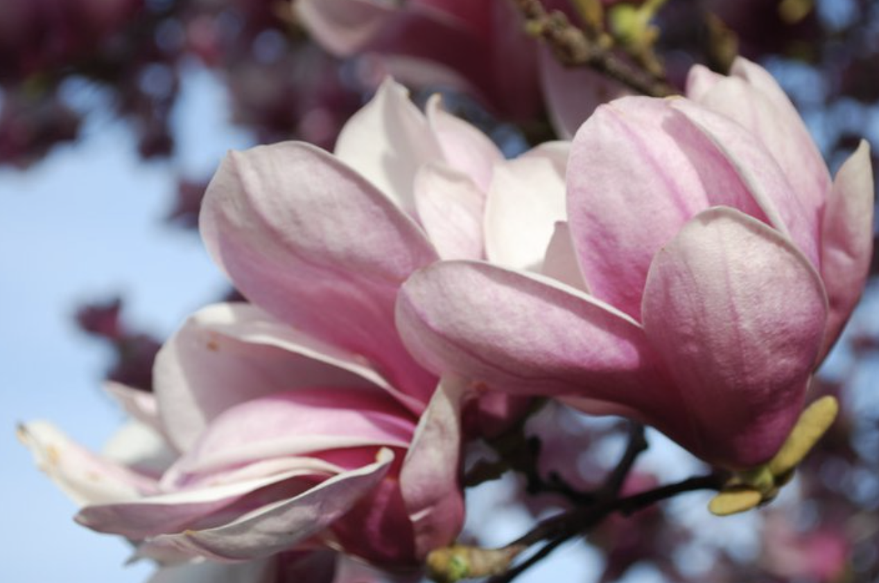 Screenshot 2026-01-24 at 6.35.09 PM.png