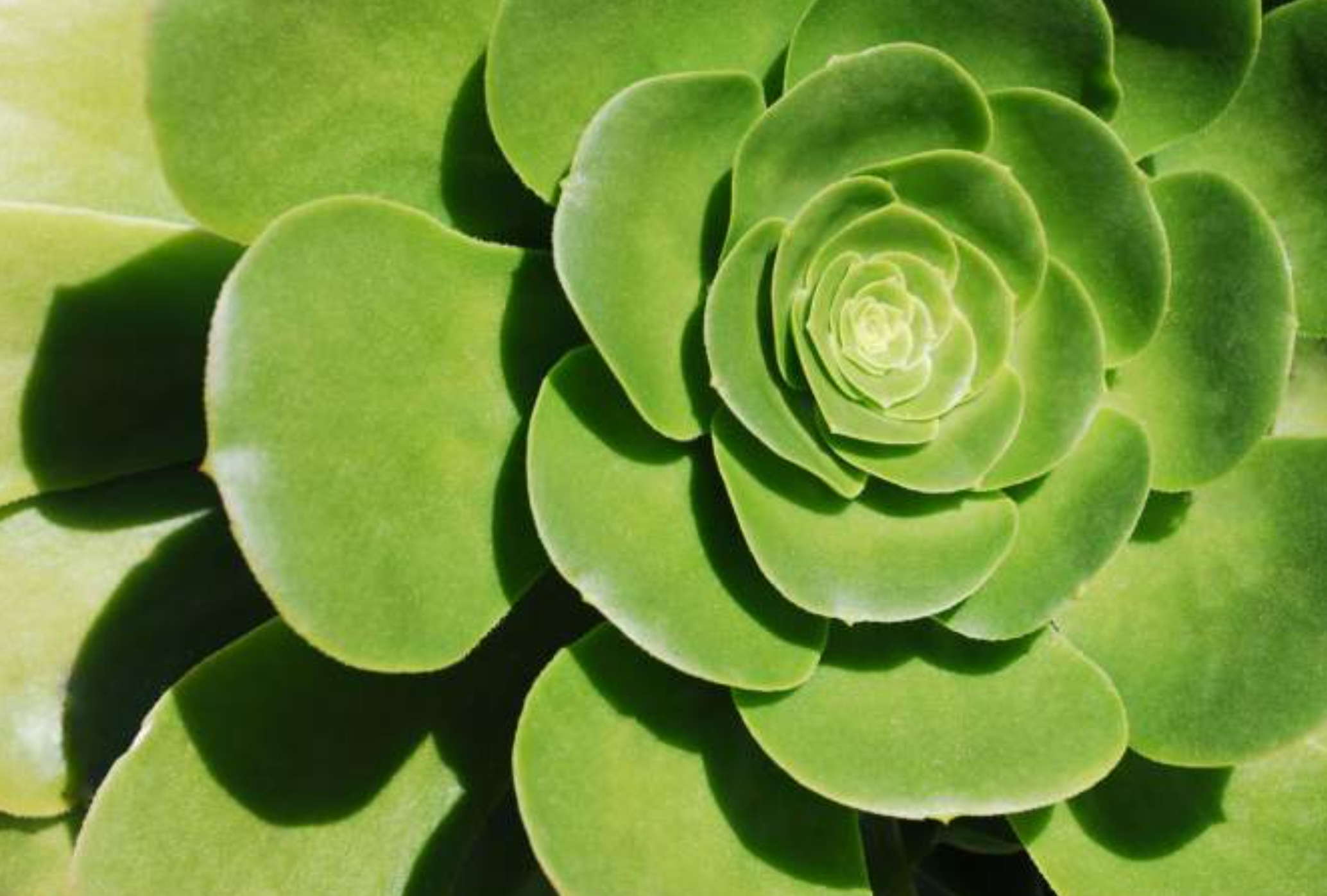 Screenshot 2026-01-20 at 2.17.29 PM.png