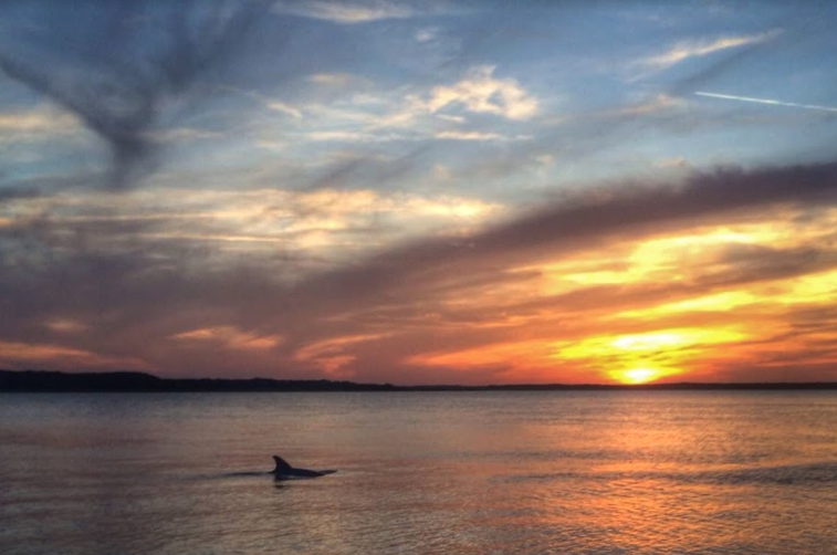 one-hhi-sunset-dolphin.PNG
